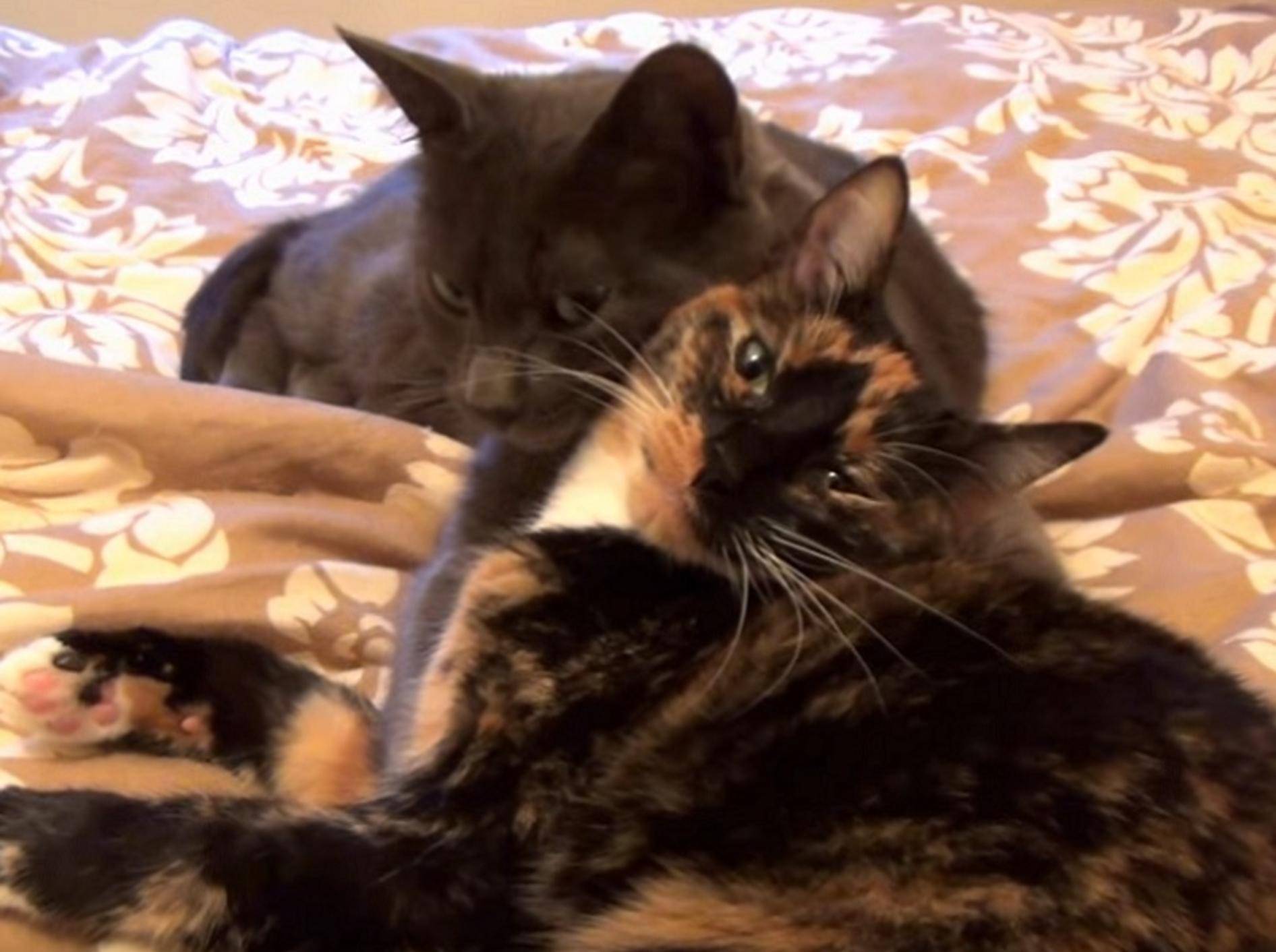 Monkey & Cupcake: Zwei Katzen haben sich ganz doll lieb – Youtube / DrNworbs KitsCats