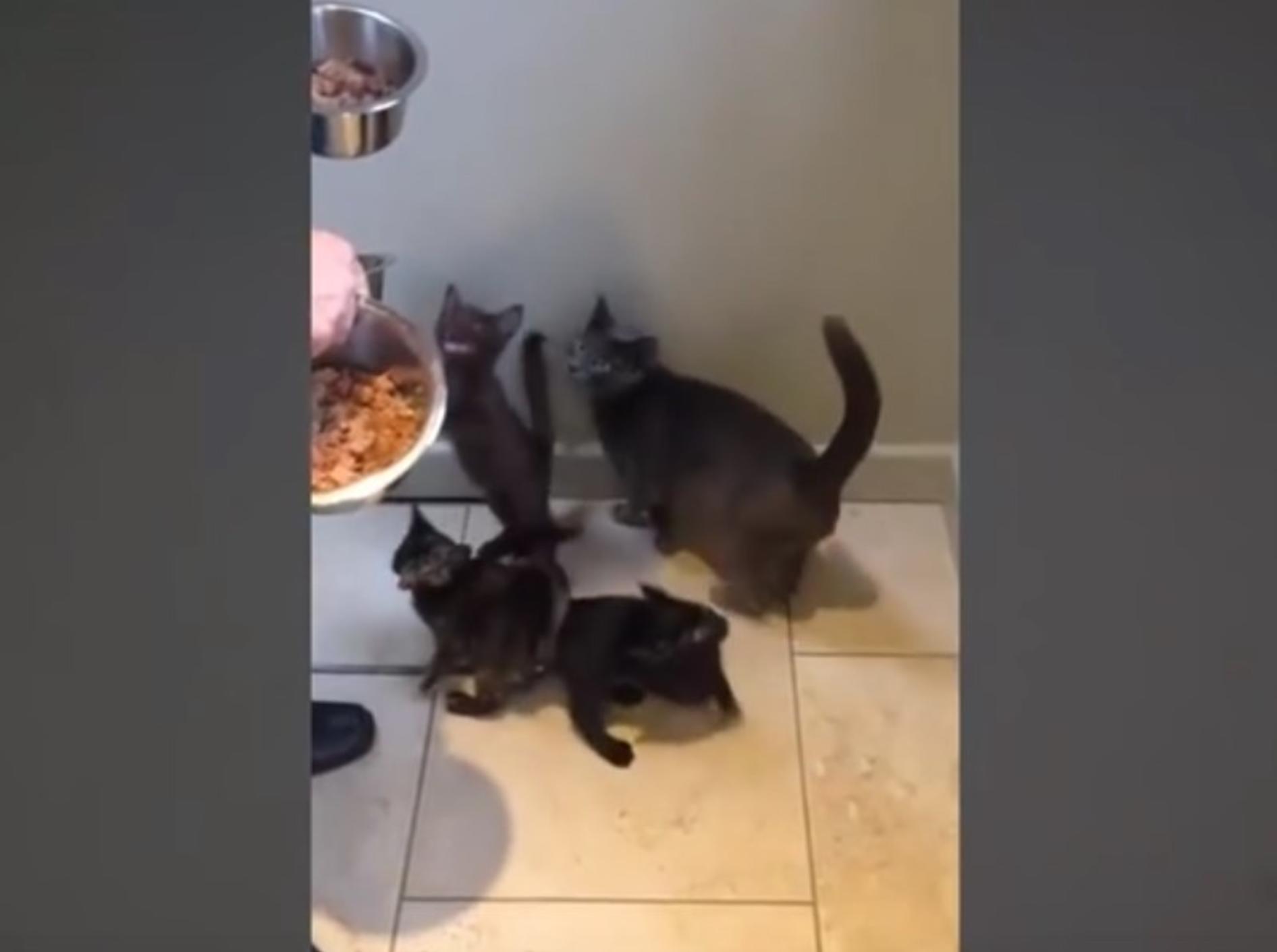 Wie gesprächig Kitten doch sein können! Herzallerliebst! – YouTube / mihaifrancu