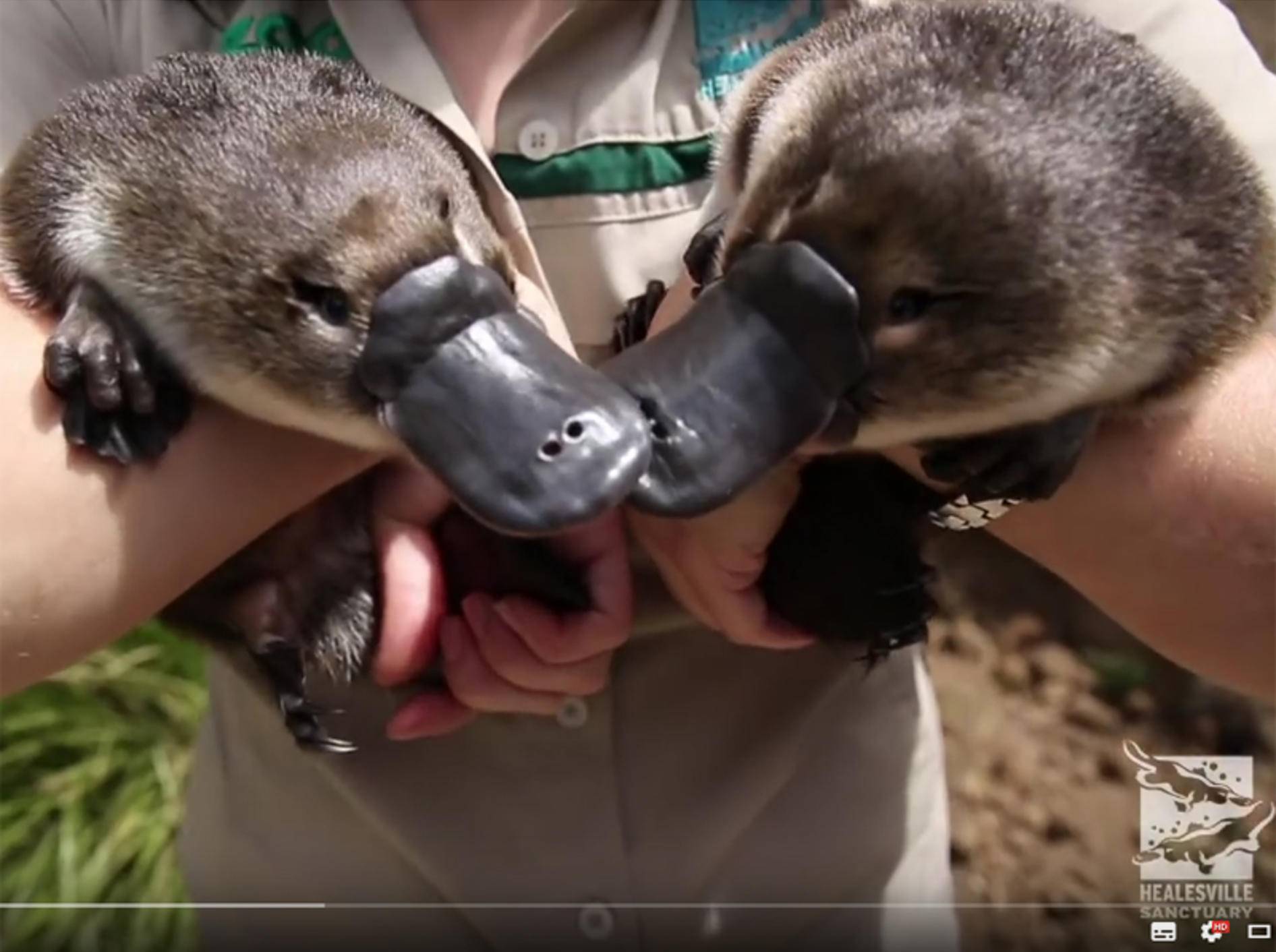 Baby-Schnabeltiere sind sooo niedlich! – YouTube / ZoosVictoria