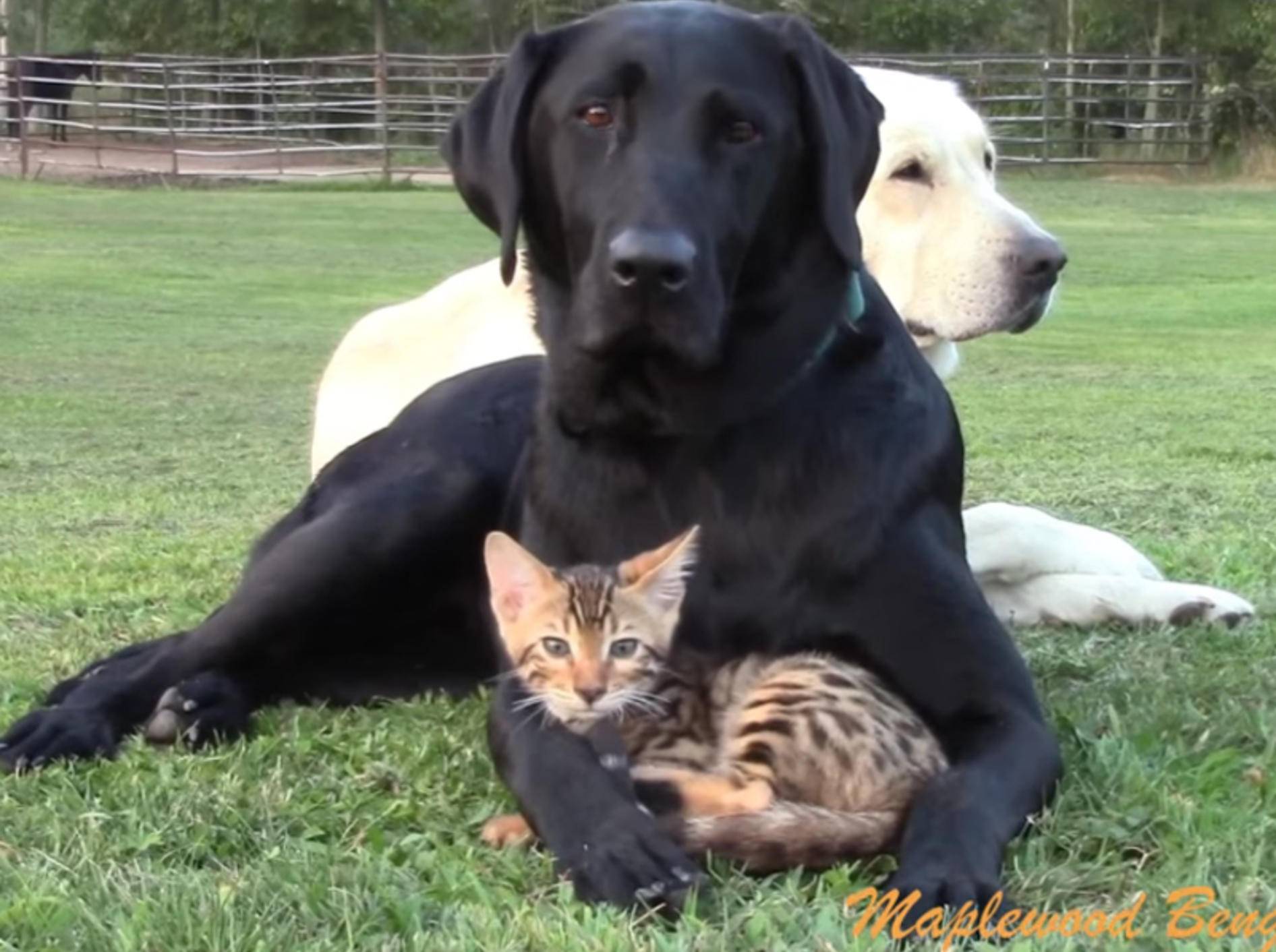 Kleine Bengalkatze und Hunde sind allerbeste Kumpels – YouTube / Maplewood Bengals
