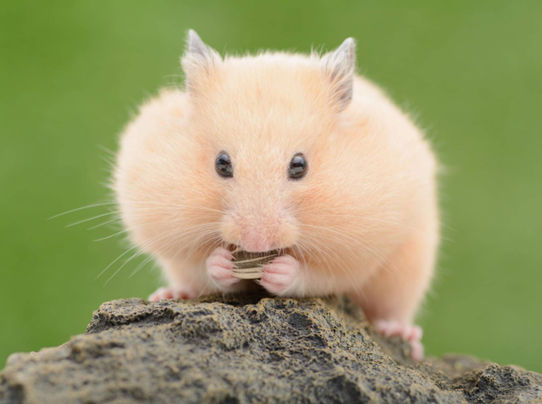 Hamster sollten nicht unterschätzt werden – schlechte Haltungsbedingungen sind ein möglicher Grund für Kannibalismus – Shutterstock / stock_shot