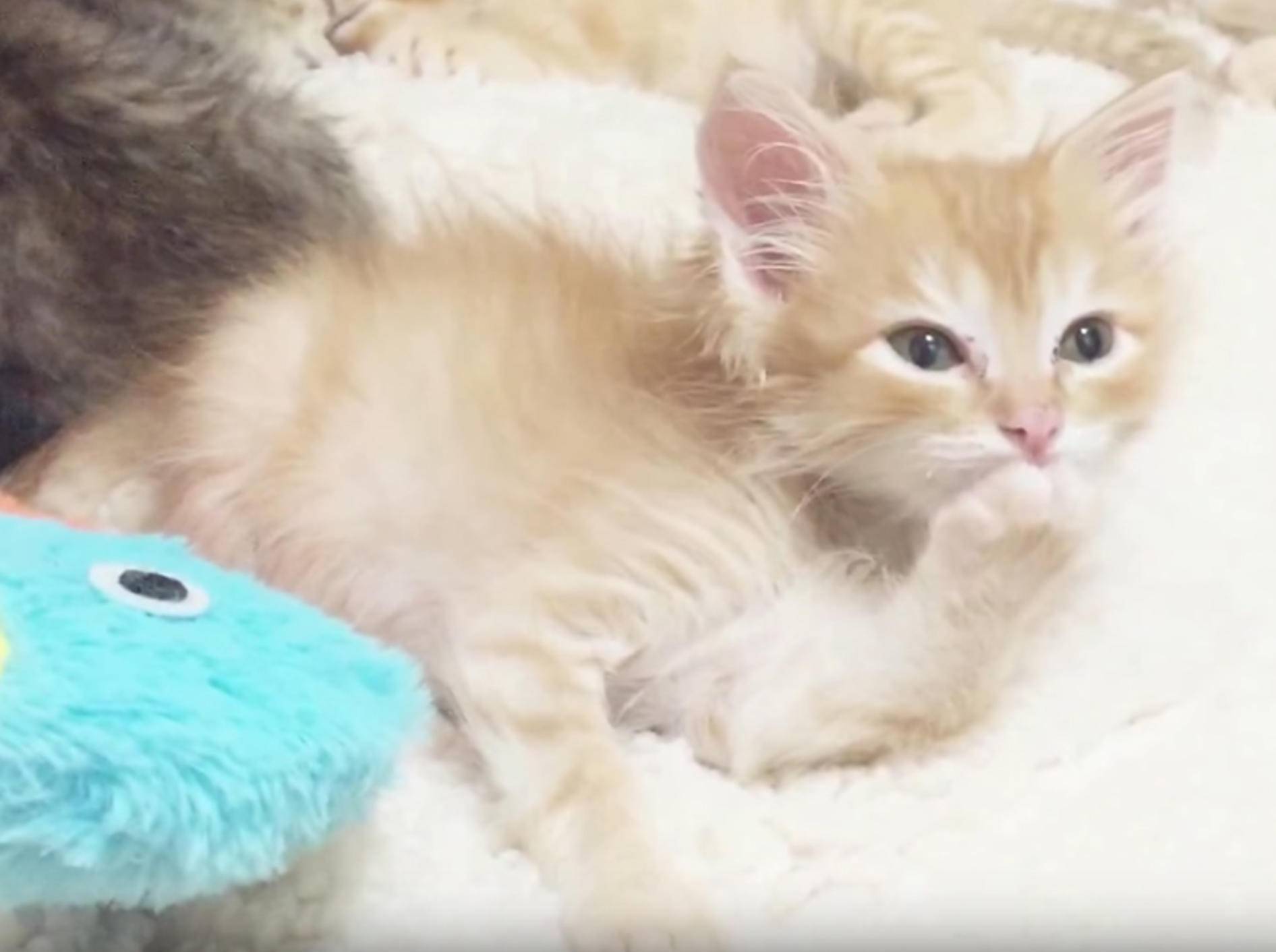 Rotes Tigerkätzchen Boris putzt sich und schnurrt – YouTube / foster kittens