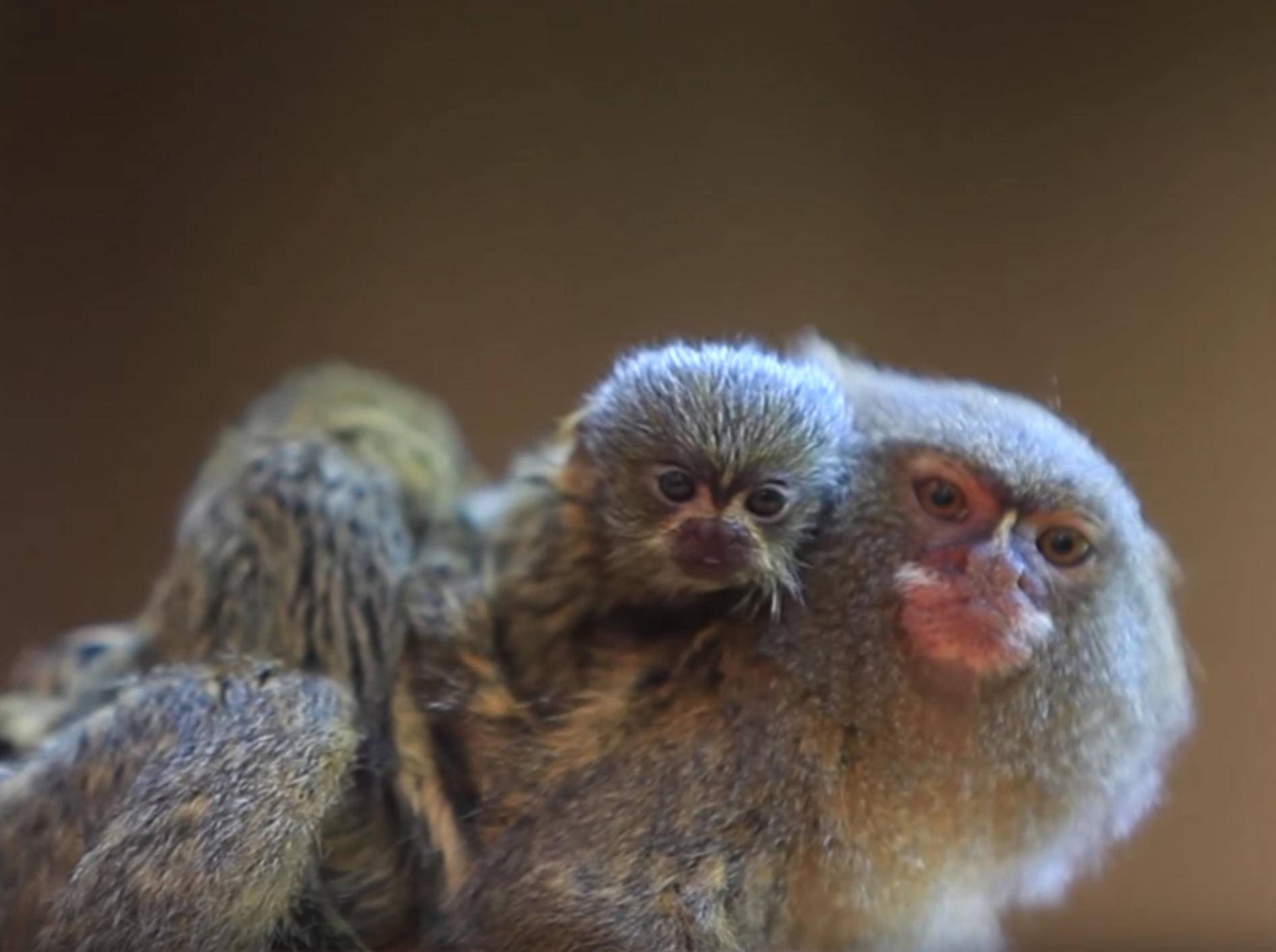Zwergseidenäffchen-Mama und ihre süßen Minibabys – YouTube / Symbio Wildlife Park