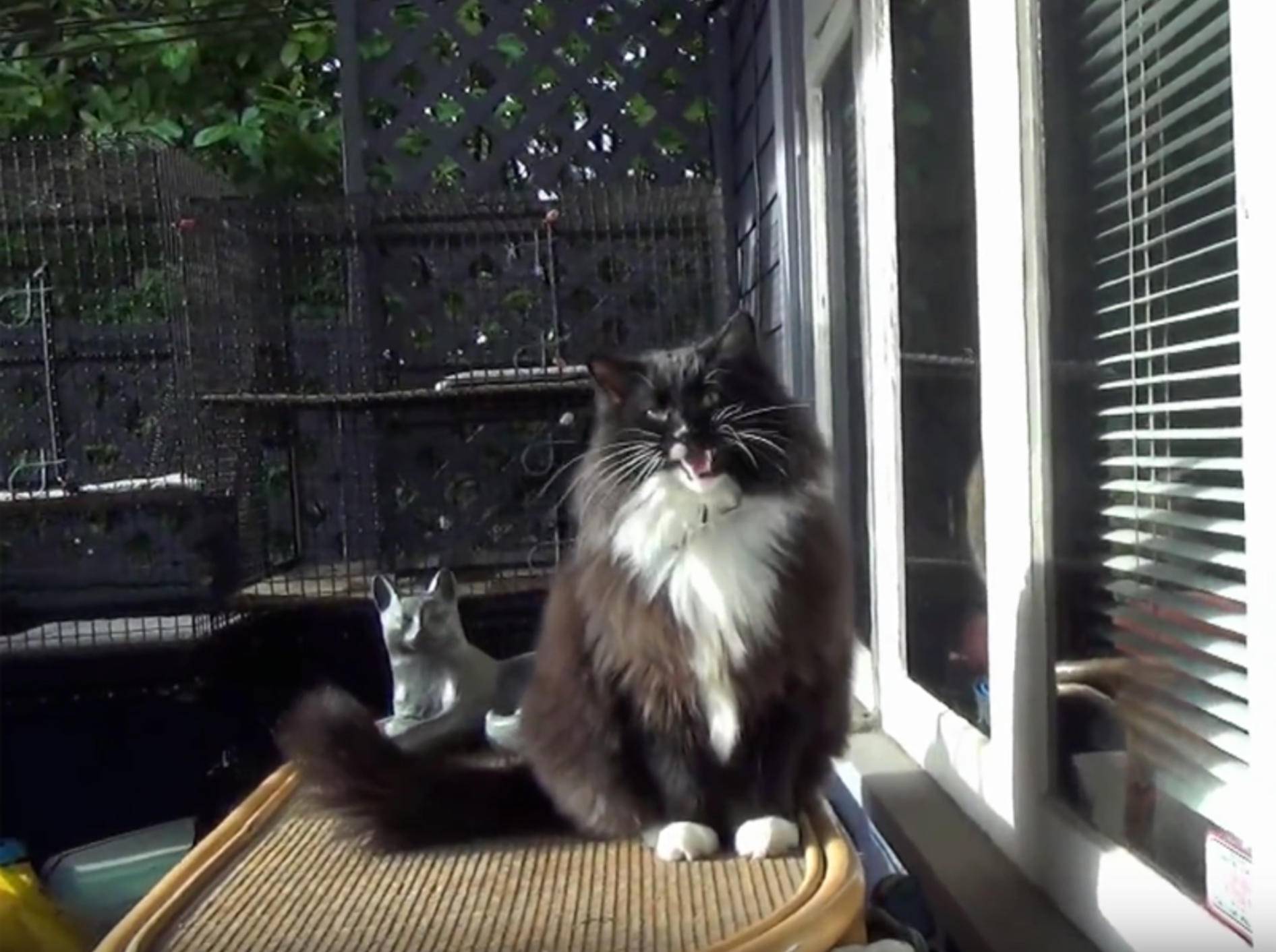 Flauschkater Freddy Mercury singt ein Katzenlied – YouTube / The Kits Cats