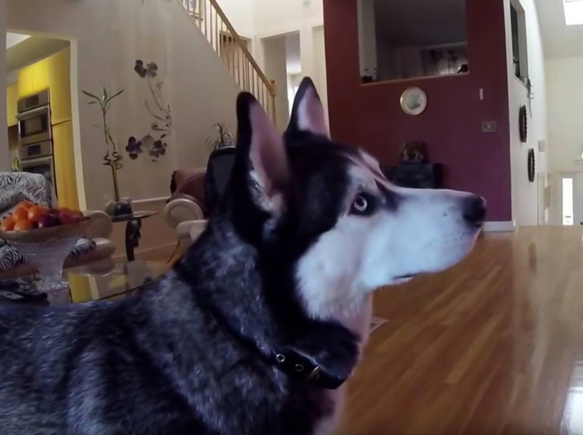 Husky Max ist fasziniert von Tiervideos – YouTube / Rumble Viral