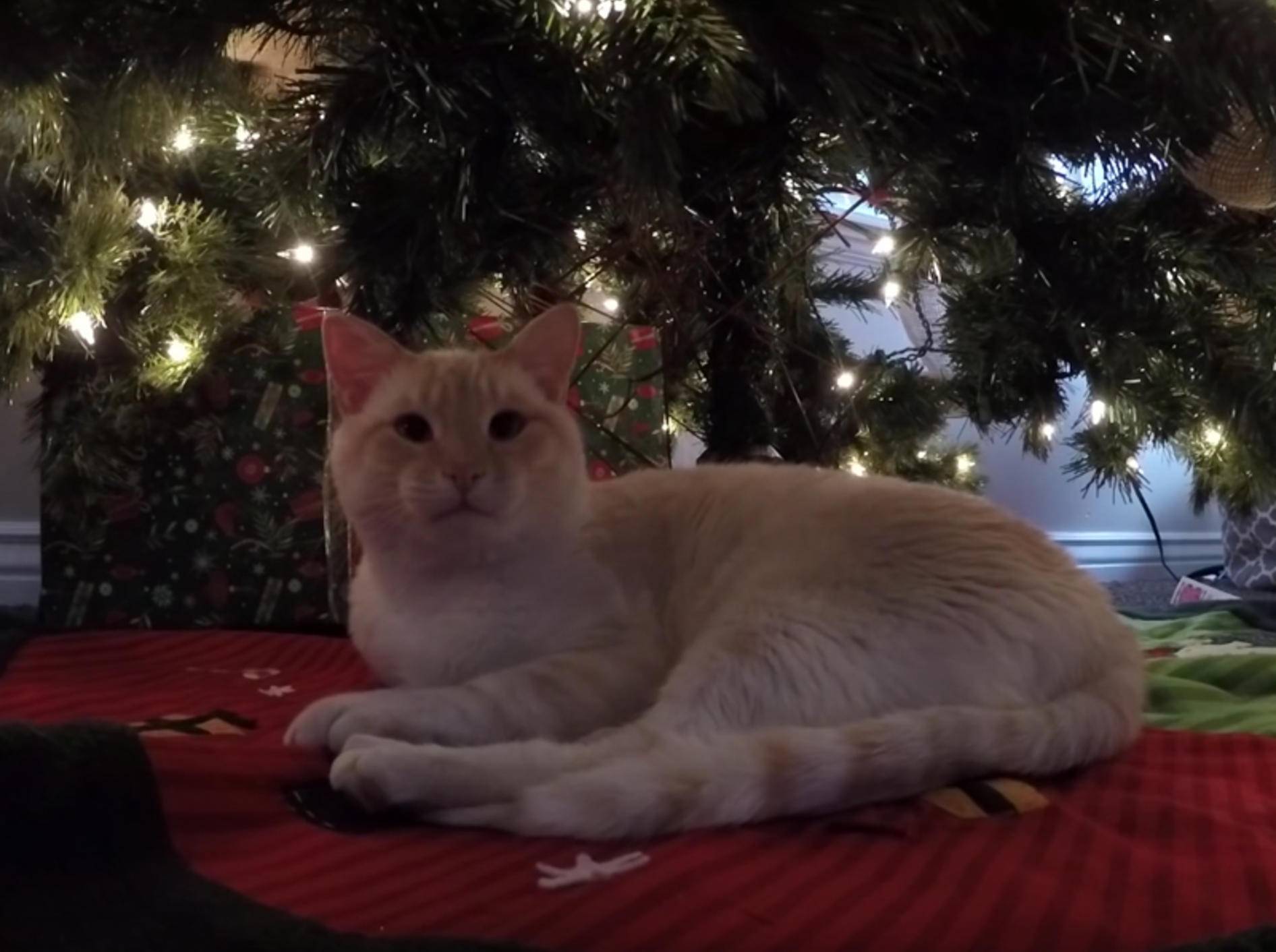 Katerchen Lazarus entspannt unterm Weihnachtsbaum – YouTube / Frozen Kitten
