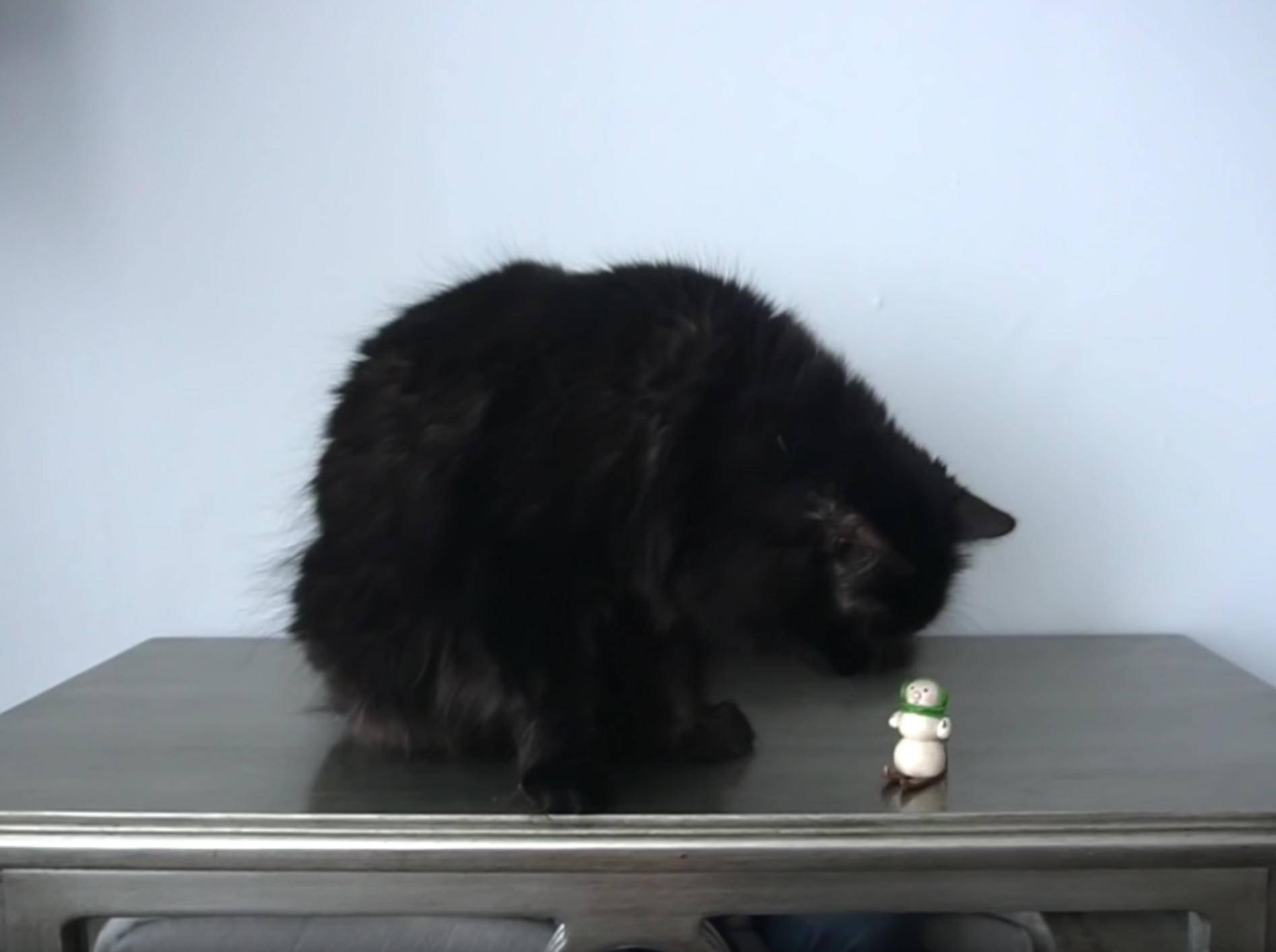 Katze Shorty knufft Weihnachtsdeko vom Tisch – YouTube / Sho Ko