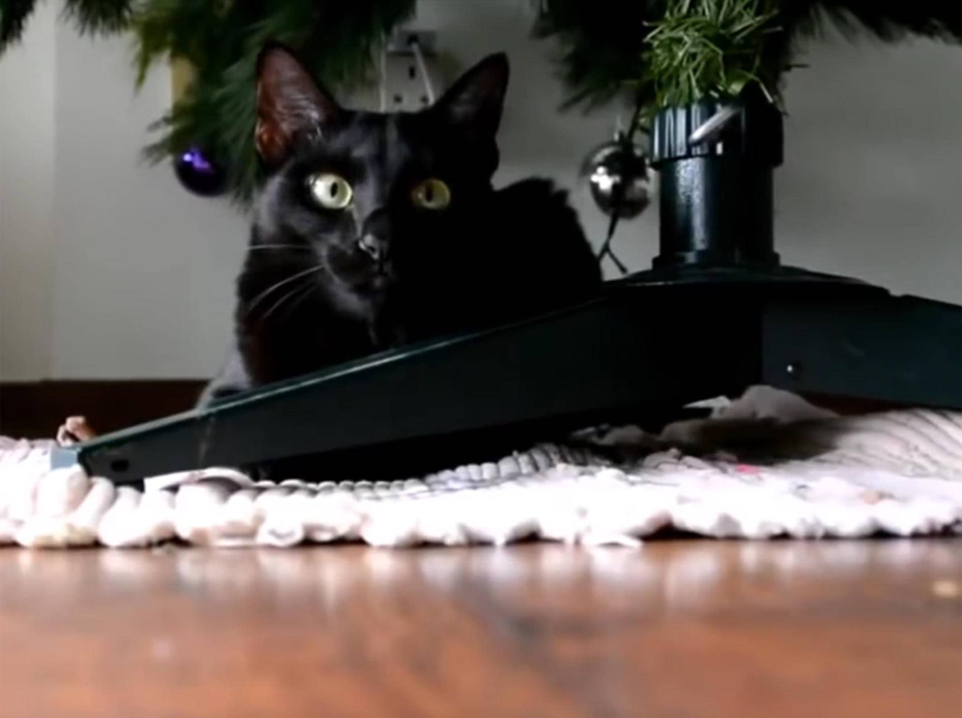 Katzen vs. Weihnachtsbaum: Attackeee! – YouTube / Animalz TV