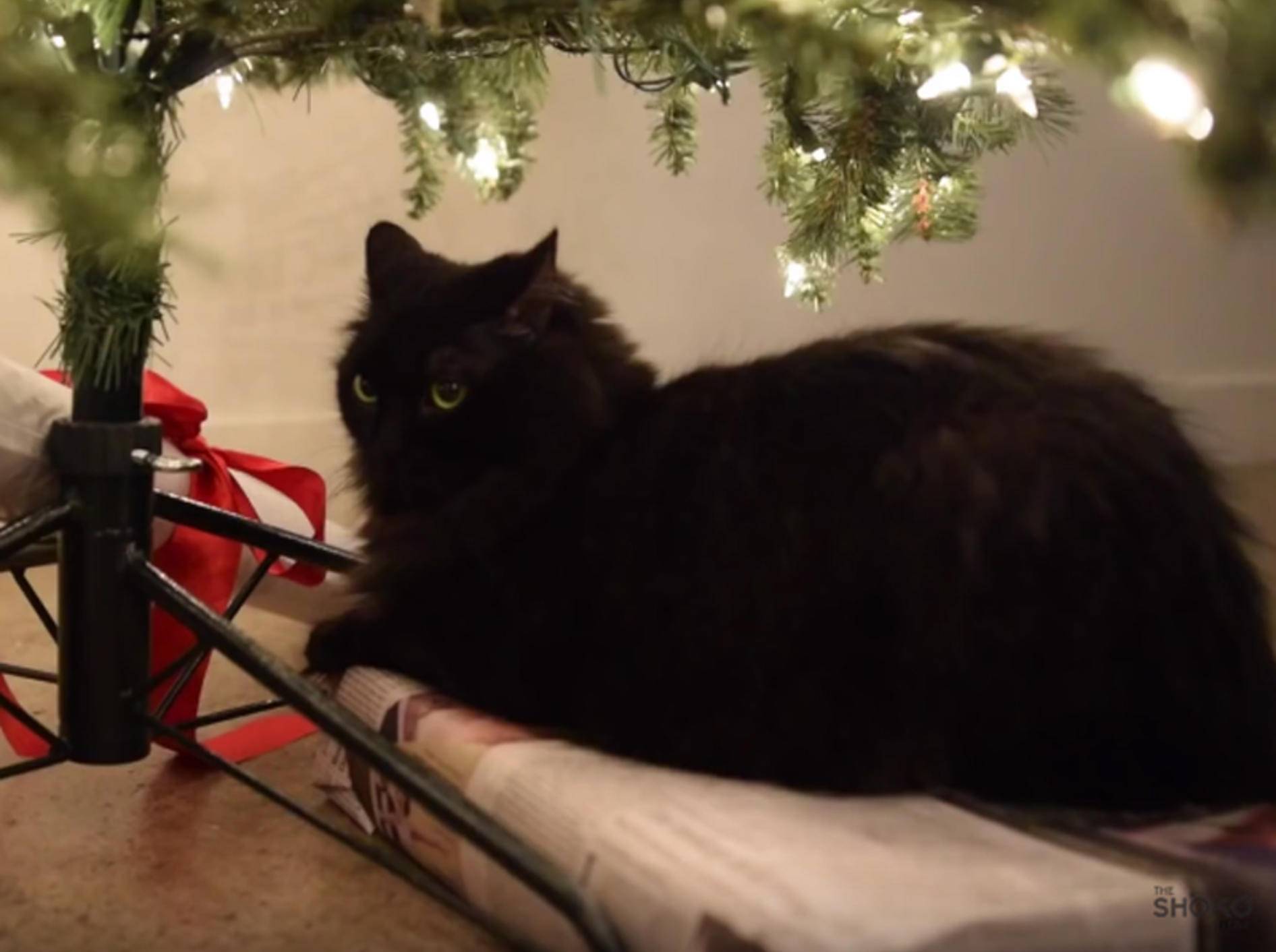 Shorty und Kodi: Katzen glauben an den Weihnachtsmann – YouTube/Sho Ko