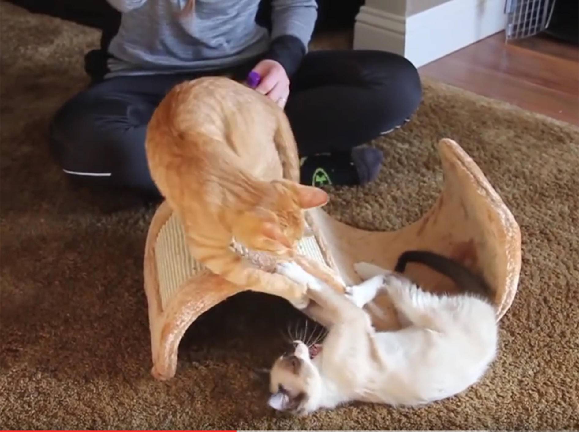 Skidmark und Daenerys: Katzenminze ist toll! – YouTube / E511