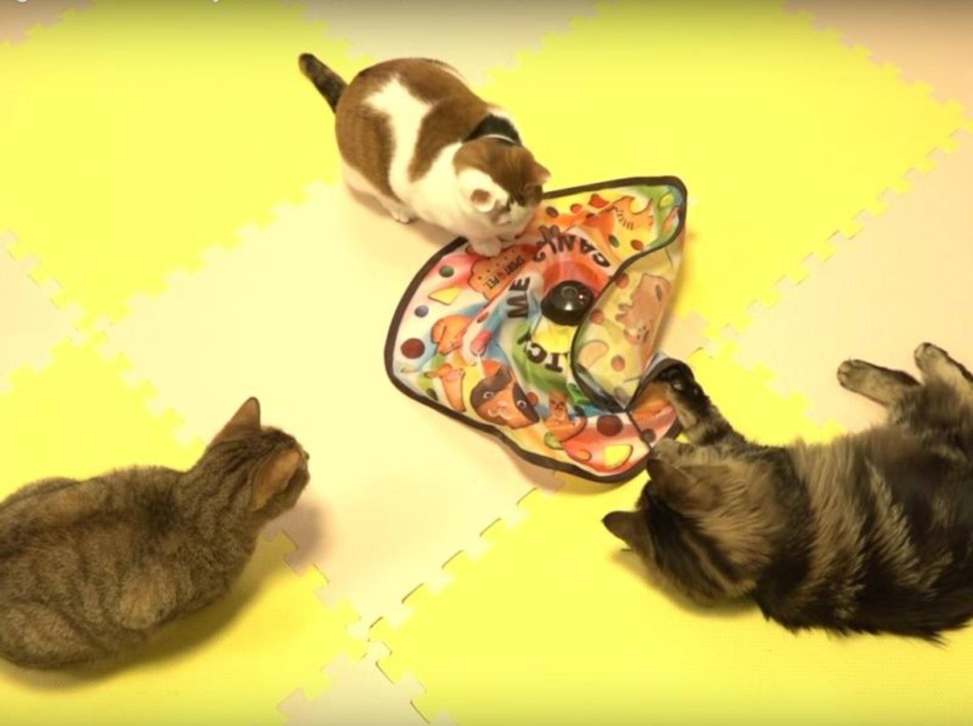 Zehn Katzen haben Spaß mit neuem Spielzeug – YouTube / 10 Cats.