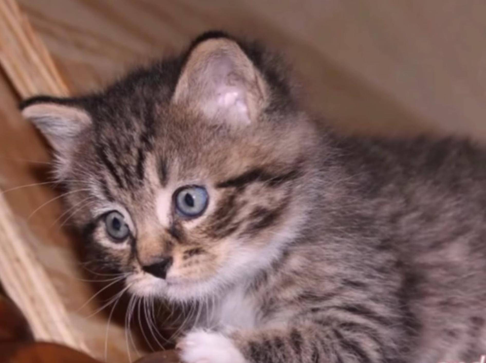 So viel Glück – Kitten Leonard konnte gerettet werden – YouTube / Joshua Gold