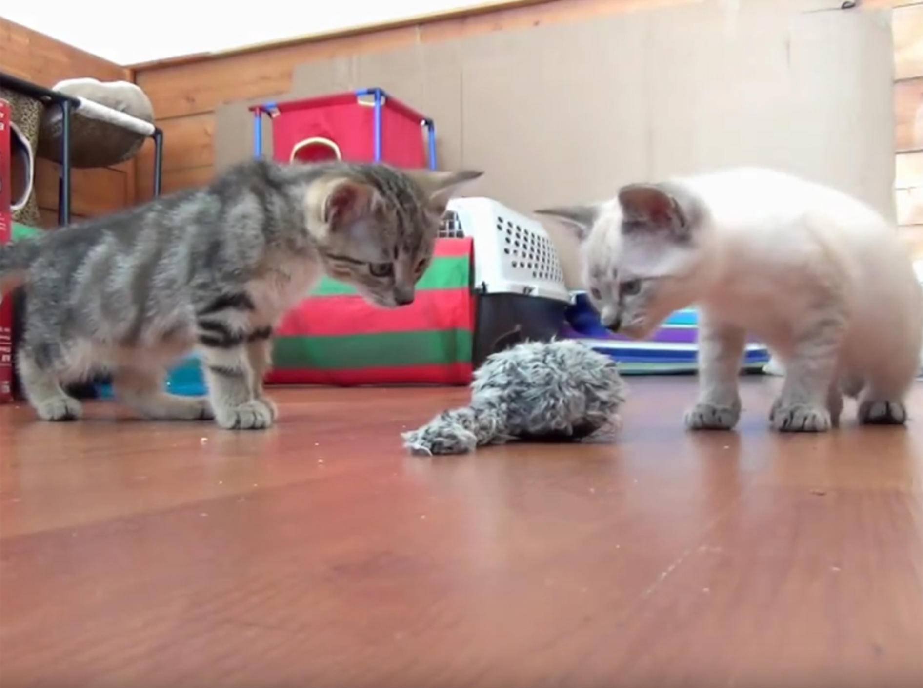 Zuckersüße Kätzchen spielen mit Aufziehmaus – YouTube / The Kits Cats
