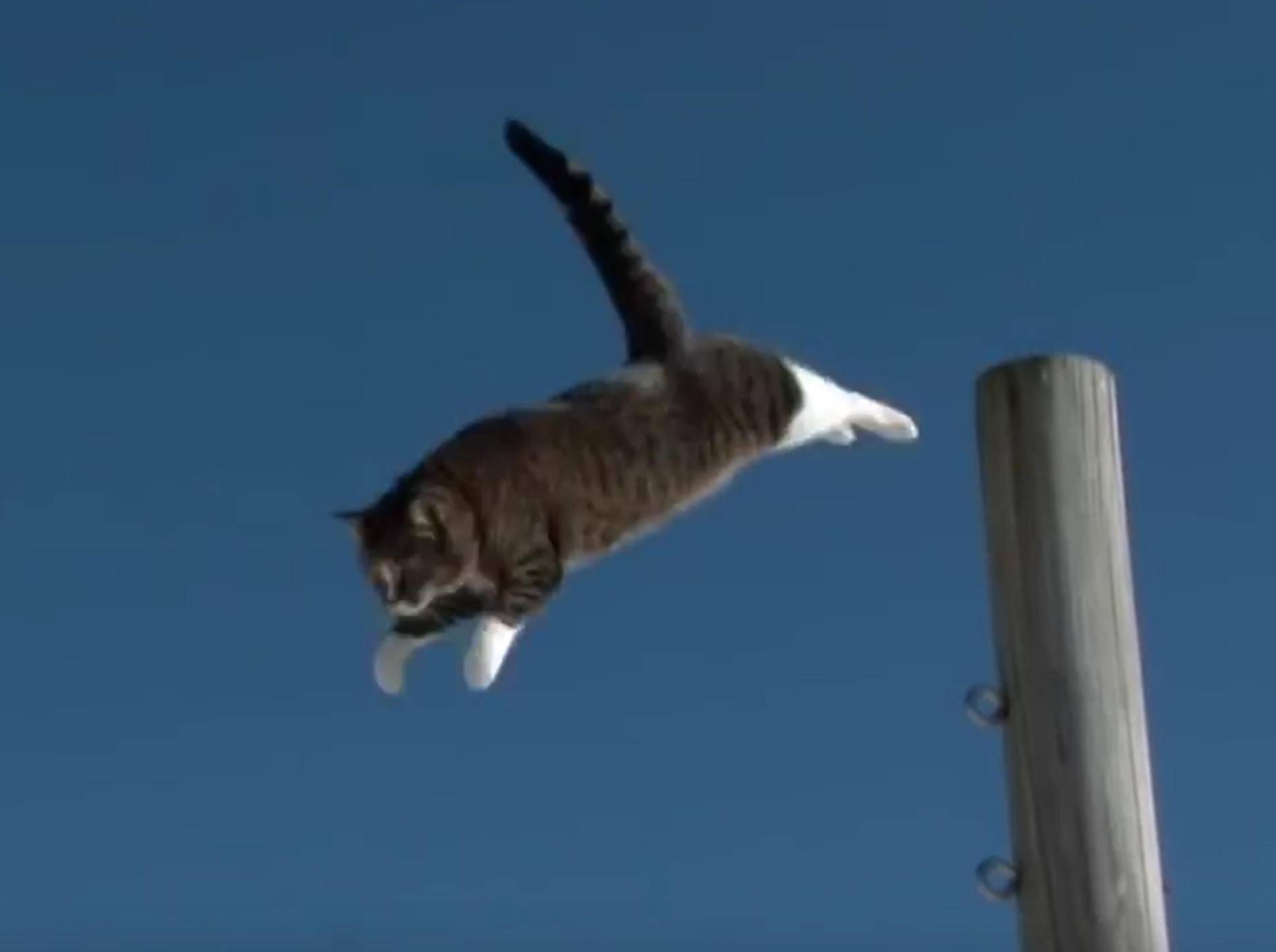 Katze Didga ist ein richtiger Parkour-Profi! – YouTube / CATMANTOO