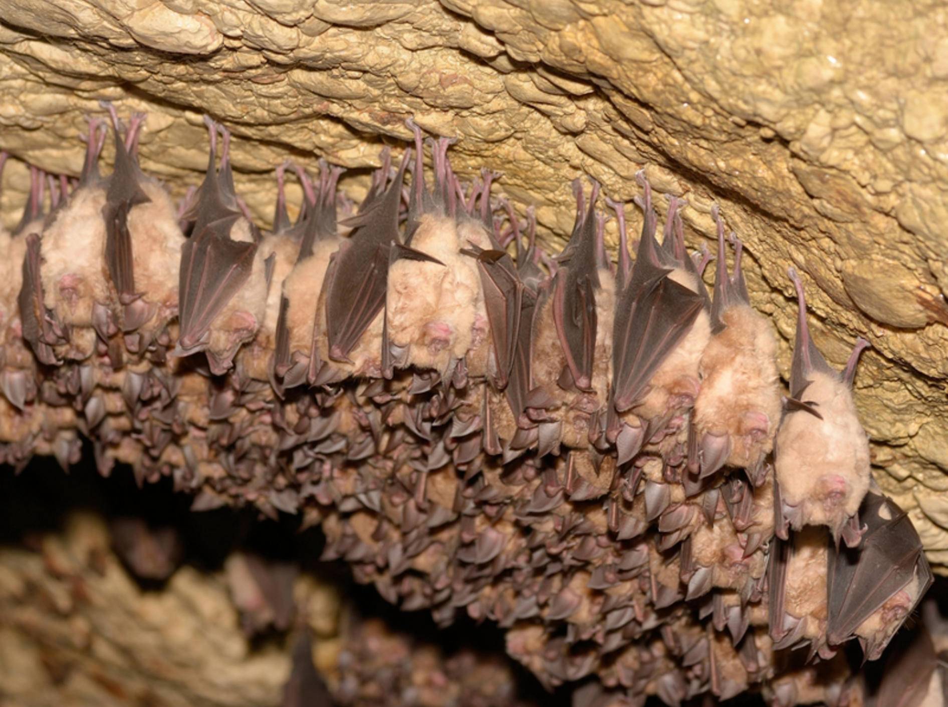 Fledermäuse leben meist in größeren Gruppen in Höhlen – Shutterstock / All-stock-photos