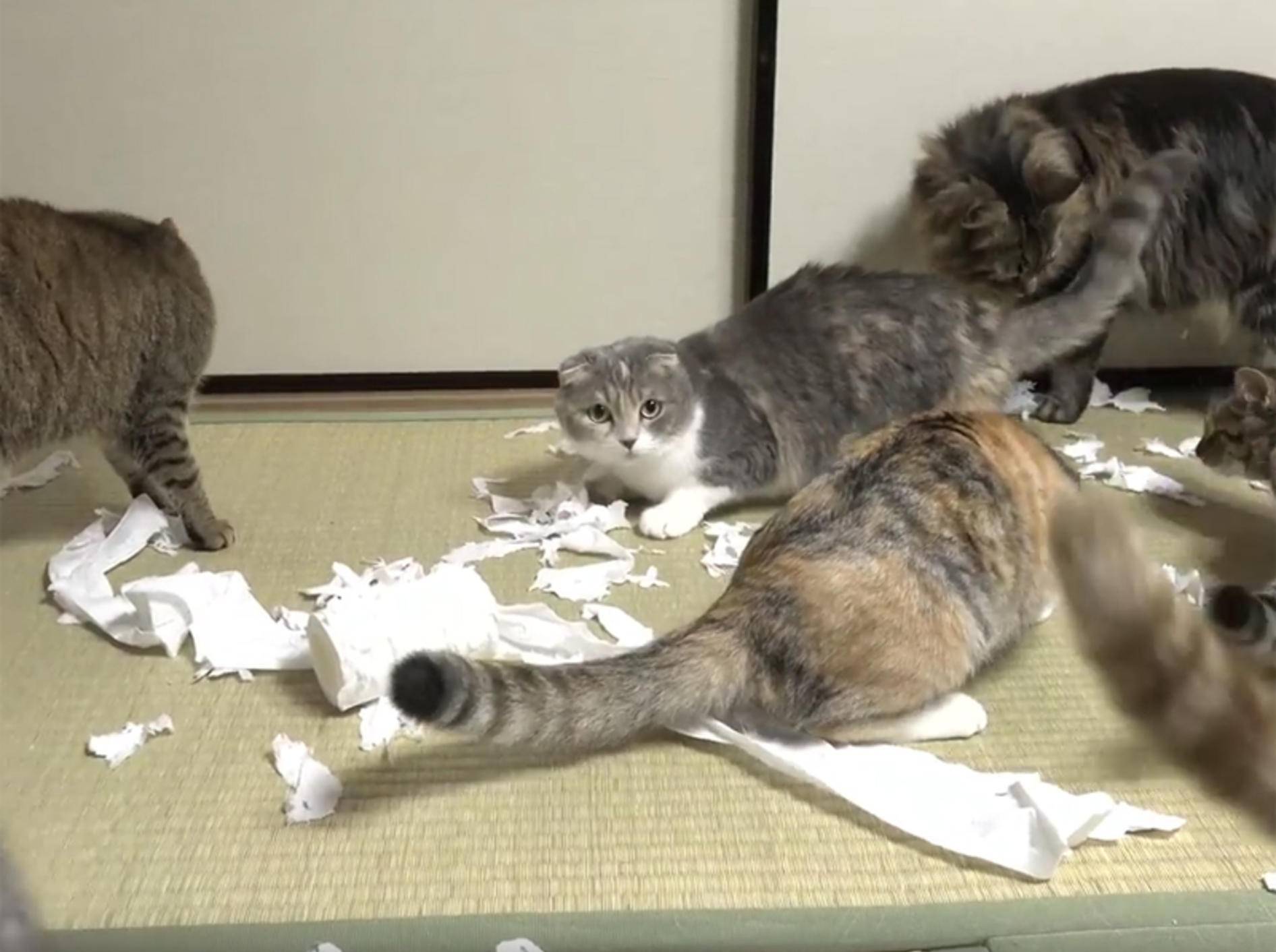 Katzen feiern Toilettenpapier-Zerstörungsparty – YouTube / 10 Cats.
