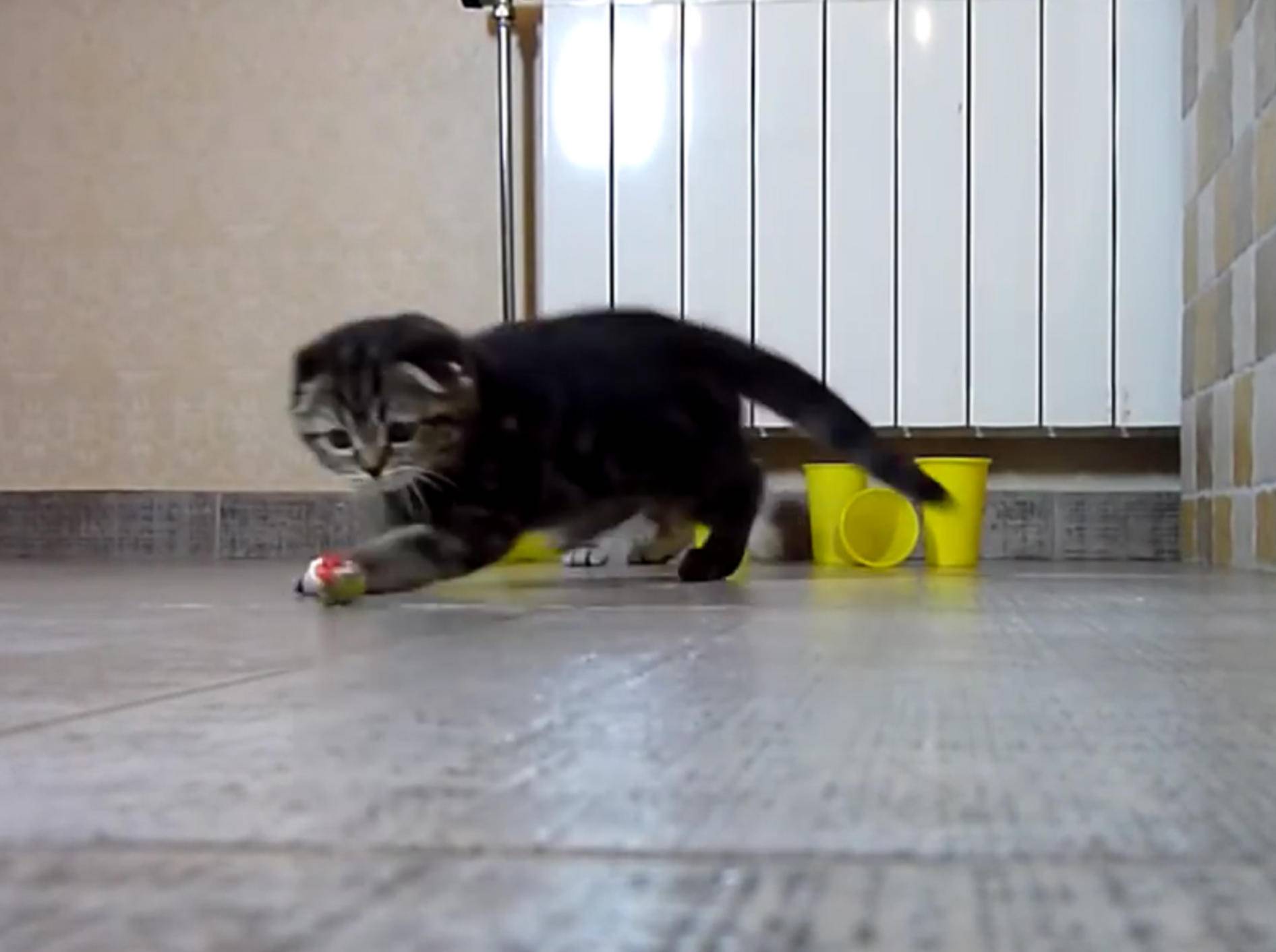 Scottish-Fold-Kätzchen spielen Bowling nach eigenen Regeln – YouTube / Funnycatsandnicefish