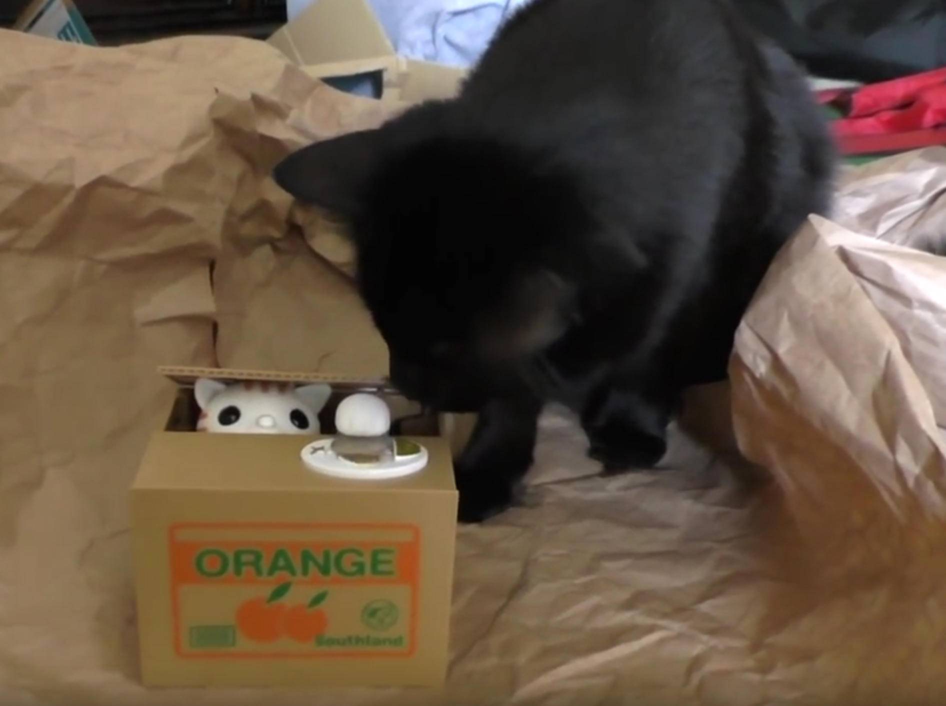 Cole und Marmalade wundern sich über Katzenspardose – YouTube / Cat Man Chris