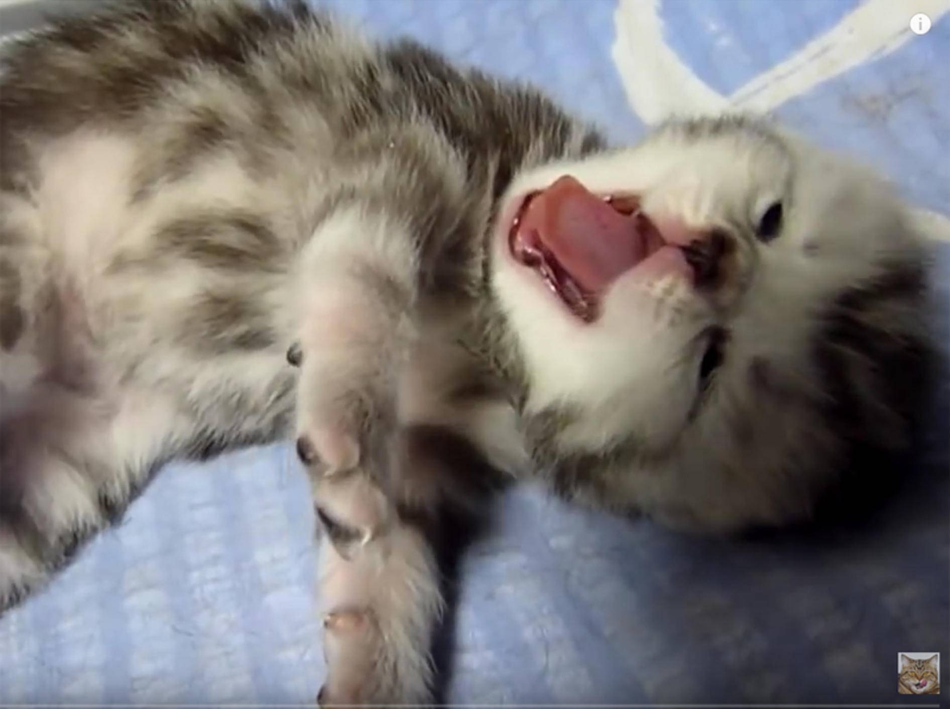 Süße Baby-Katzen sind gaaanz müde – YouTube / Funnycatsandnicefish