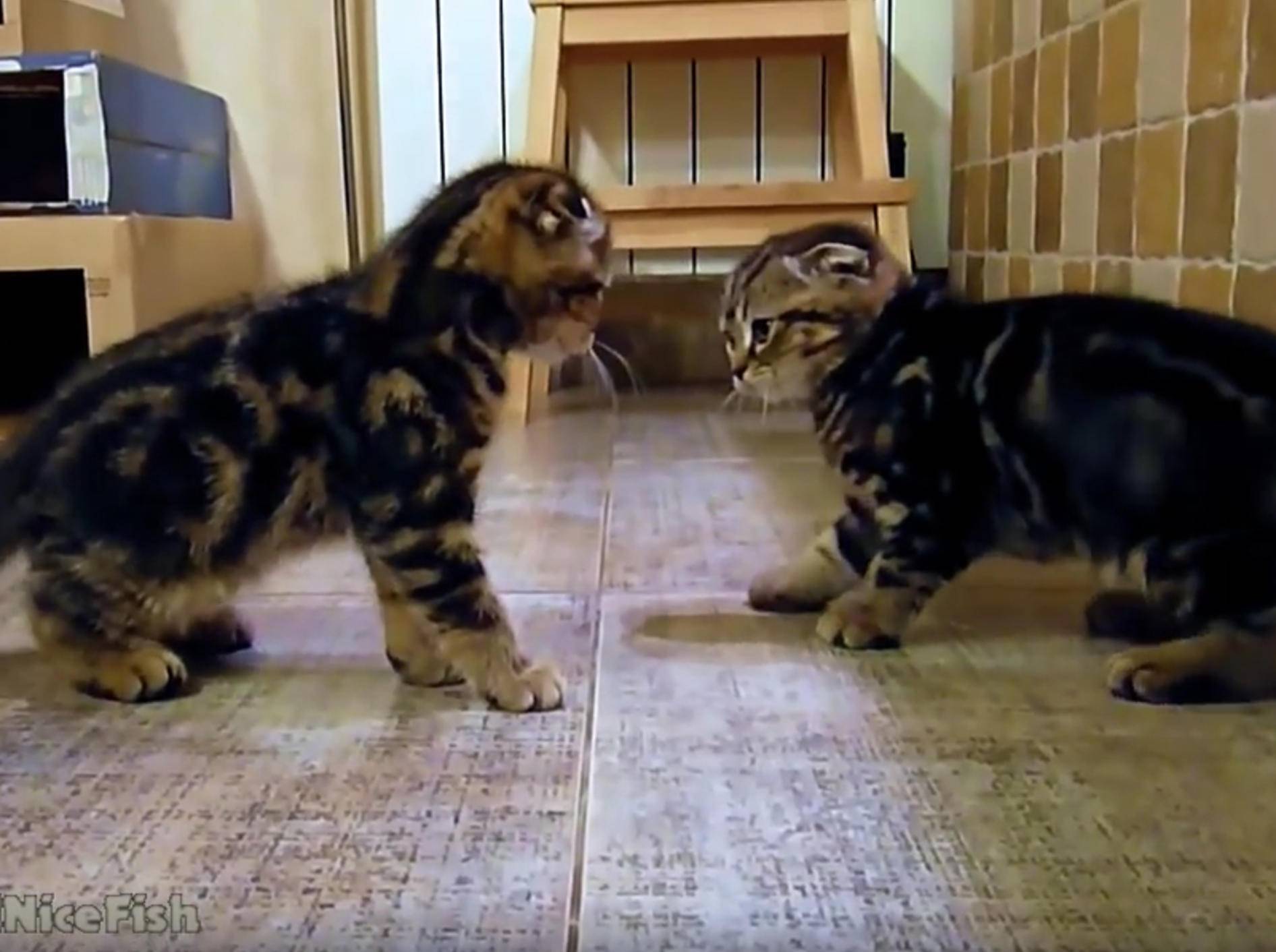 Kätzchen Neko und Neo üben sich in Katzenkampfkunst – YouTube / Funnycatsandnicefish