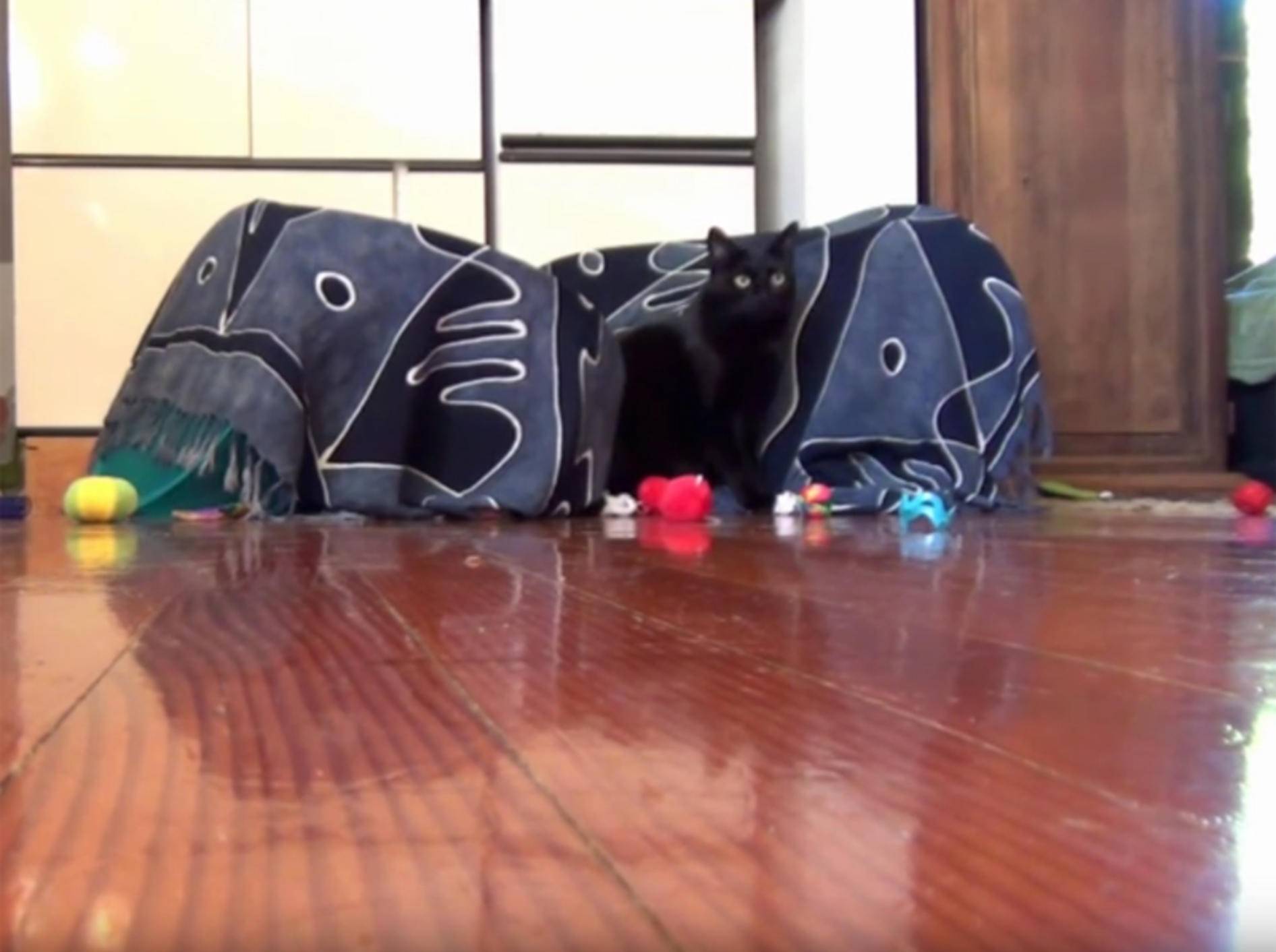 Lustige Katzen erkunden mysteriöse Wäschekorbhöhle – YouTube / The Kits Cats