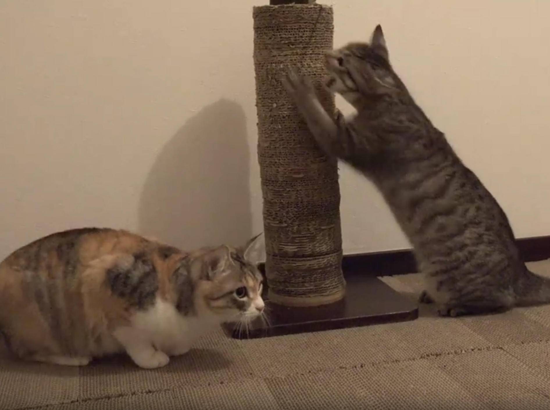 Katzenkrallenkratzparadies für japanische Katzen-WG – YouTube / 10 Cats.