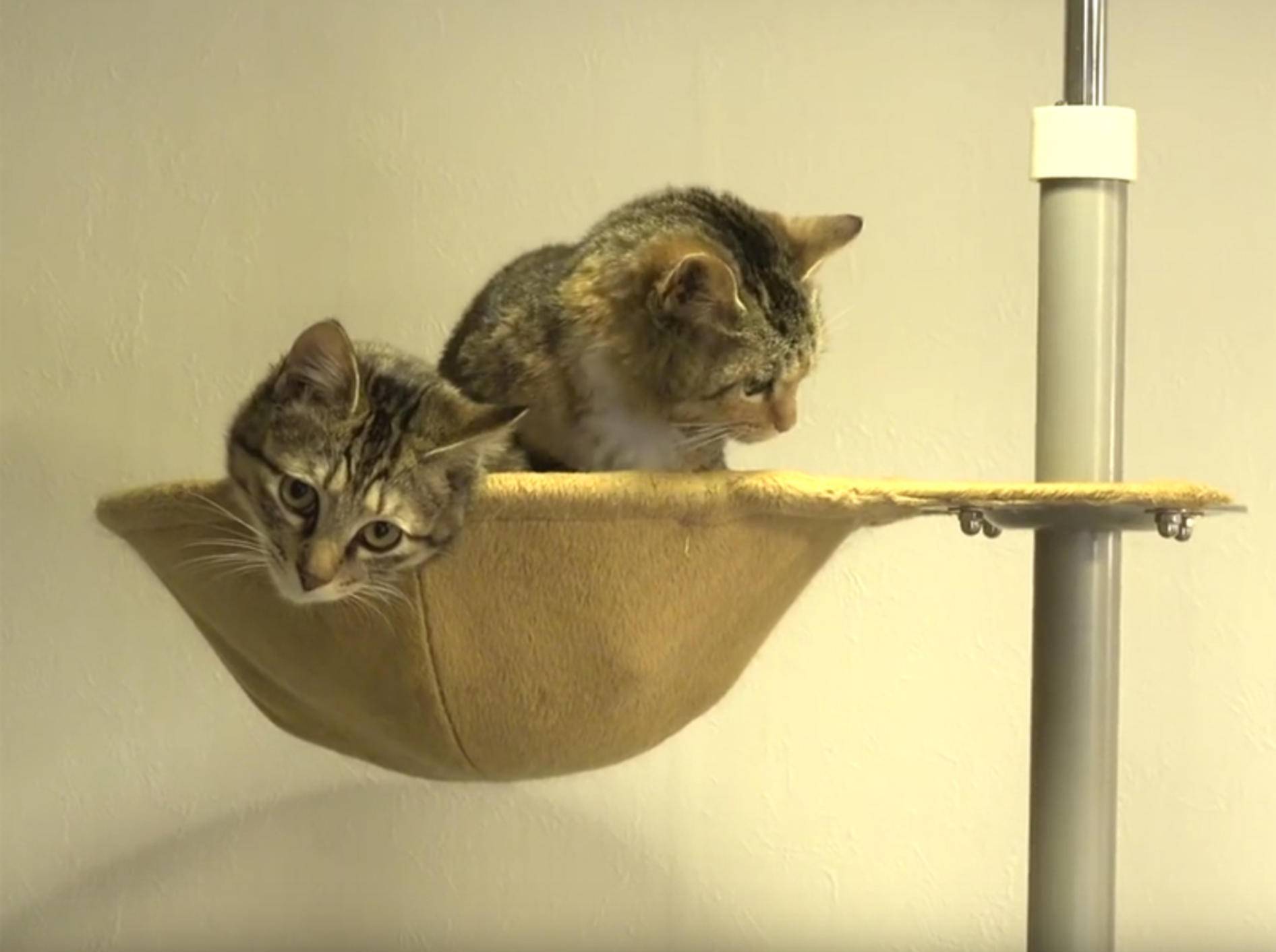 Ehemalige Streunerkätzchen kuscheln zusammen – YouTube / 10 Cats
