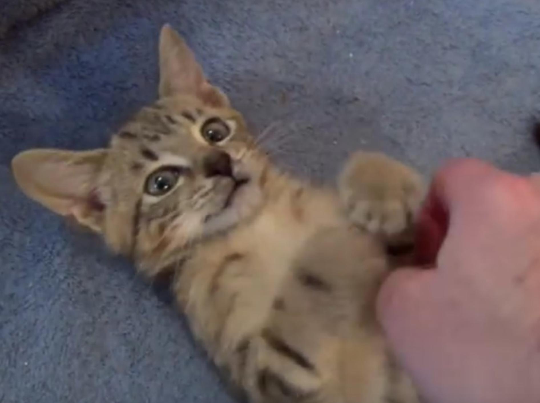 Acron das Katzenbaby genießt die Streicheleinheiten – YouTube / The Kits Cats