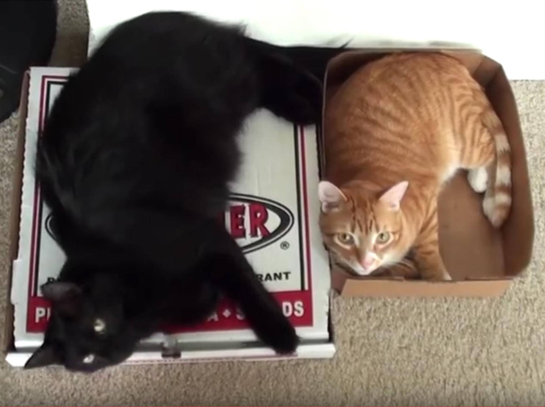 Cole und Marmalade: Kartons sind super! – YouTube / Cole and Marmalade