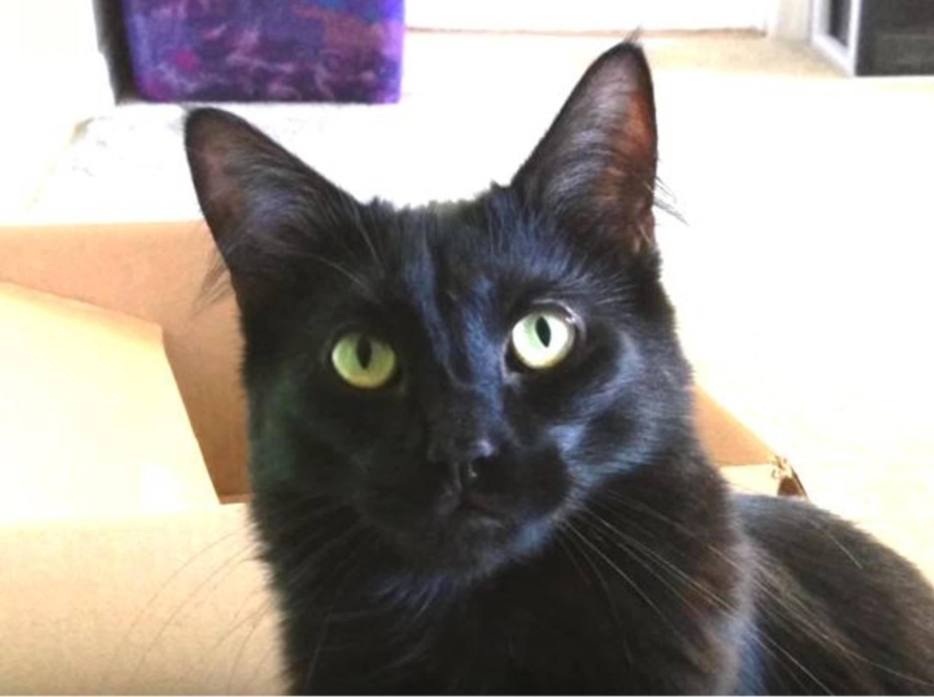 Schwarze Katzen bringen Unglück? Von wegen! – YouTube / Cole and Marmalade