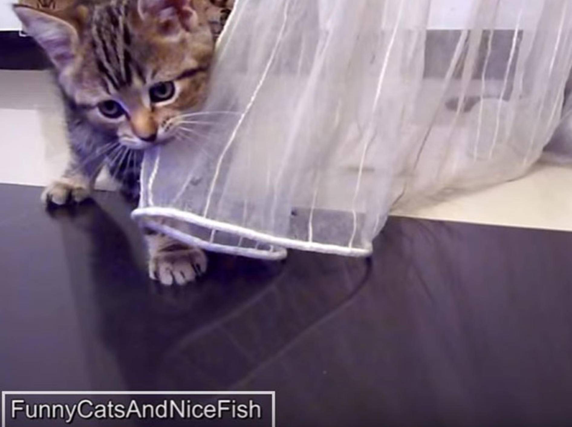 Baby-Katzen kämpfen mit Vorhang und miteinander – YouTube / Funnycatsandnicefish