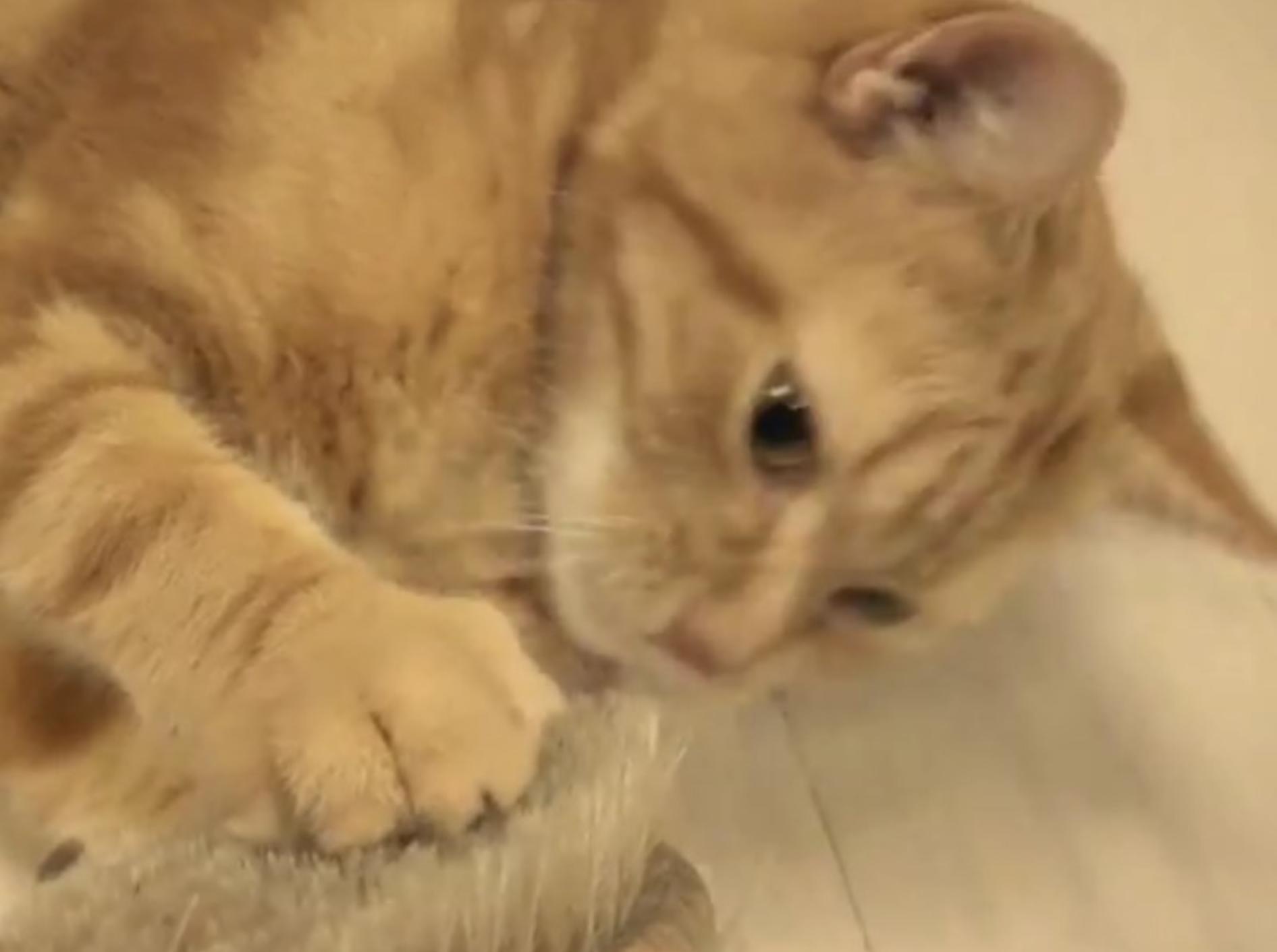 Die japanische Samtpfote ist ganz vernarrt in die Bürste – 10 Cats./YouTube