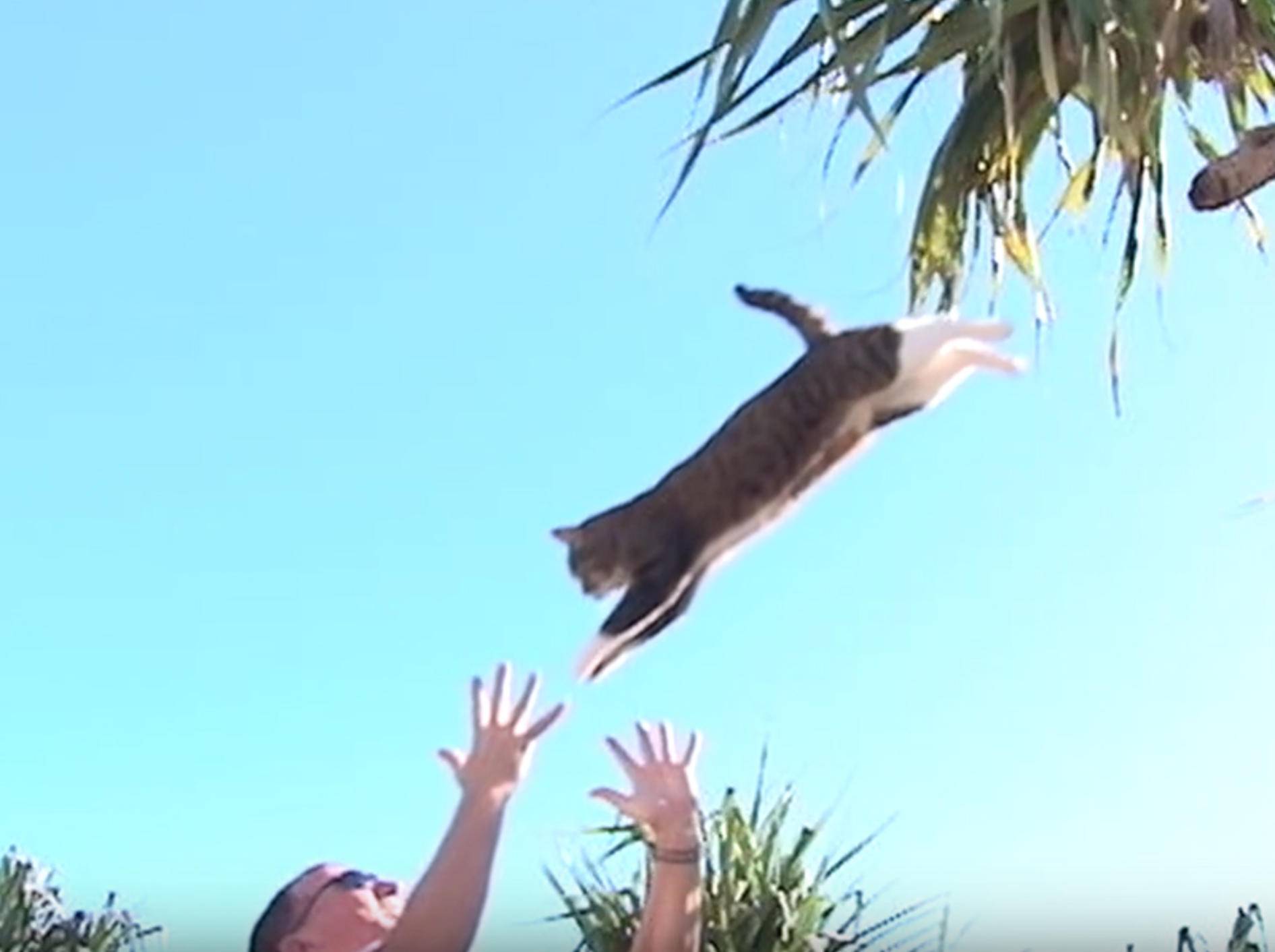 Katze Didga springt in Herrchens Arme – YouTube / CATMANTOO