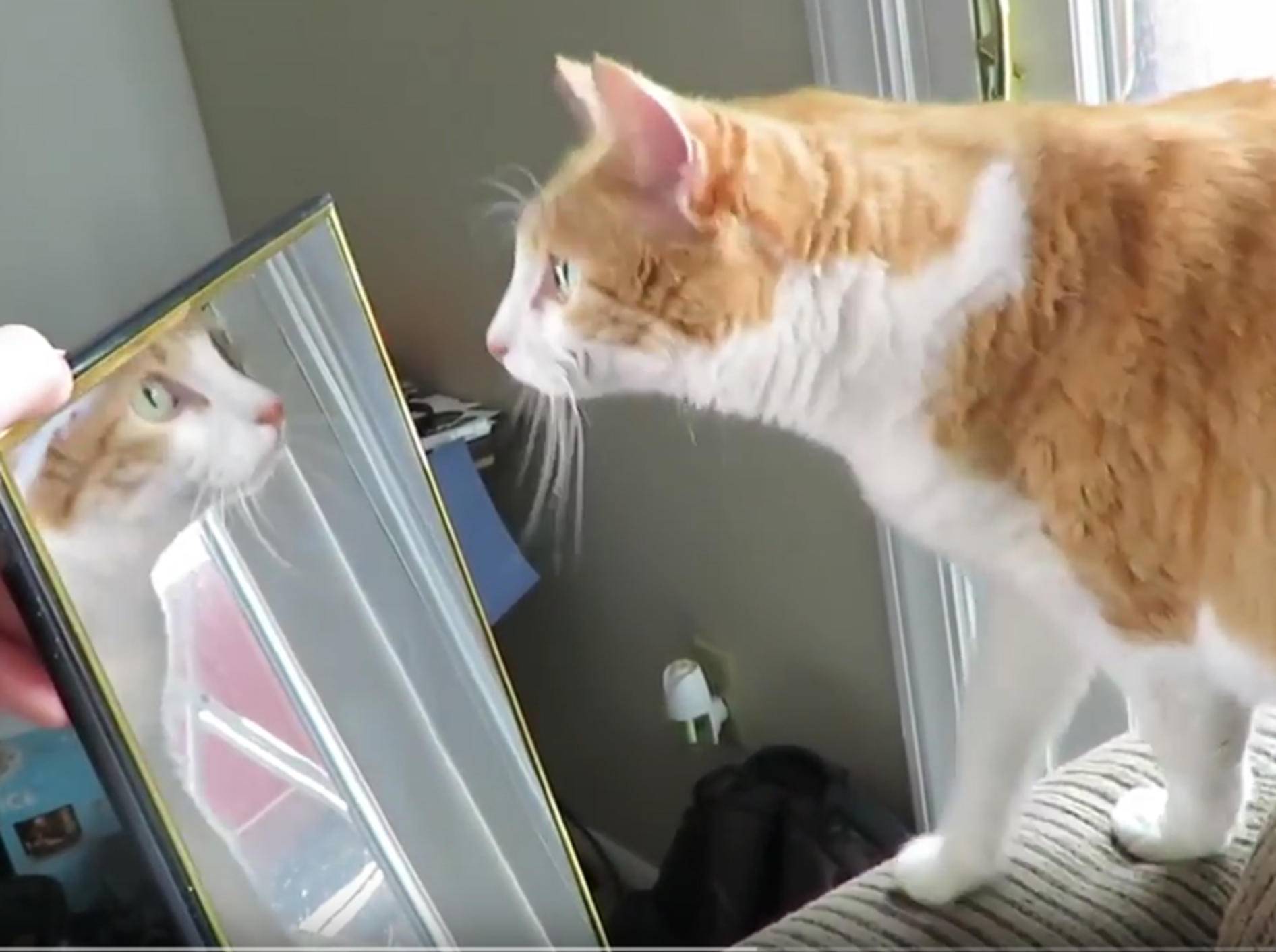 Katze Butters staunt über eigenes Spiegelbild – YouTube / Rumble Viral