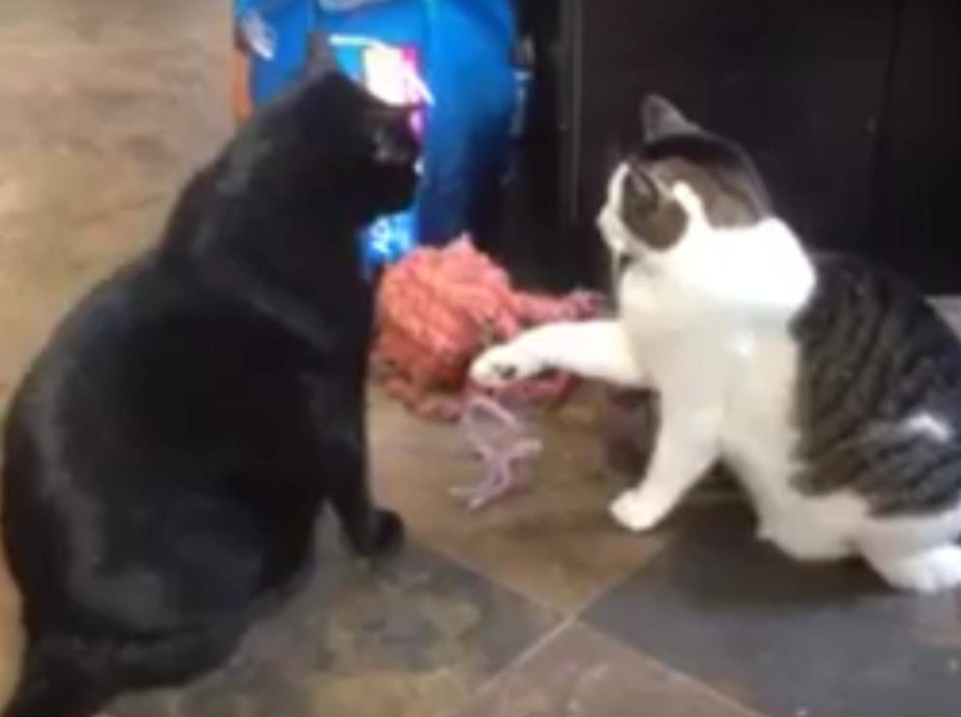 "Leg dich nicht mit dem Falschen an, Freundchen", scheint die schwarze Katze zu sagen. Ihre autoritäre Präsenz zeigt jedenfalls Wirkung – YouTube-Rumble-Viral