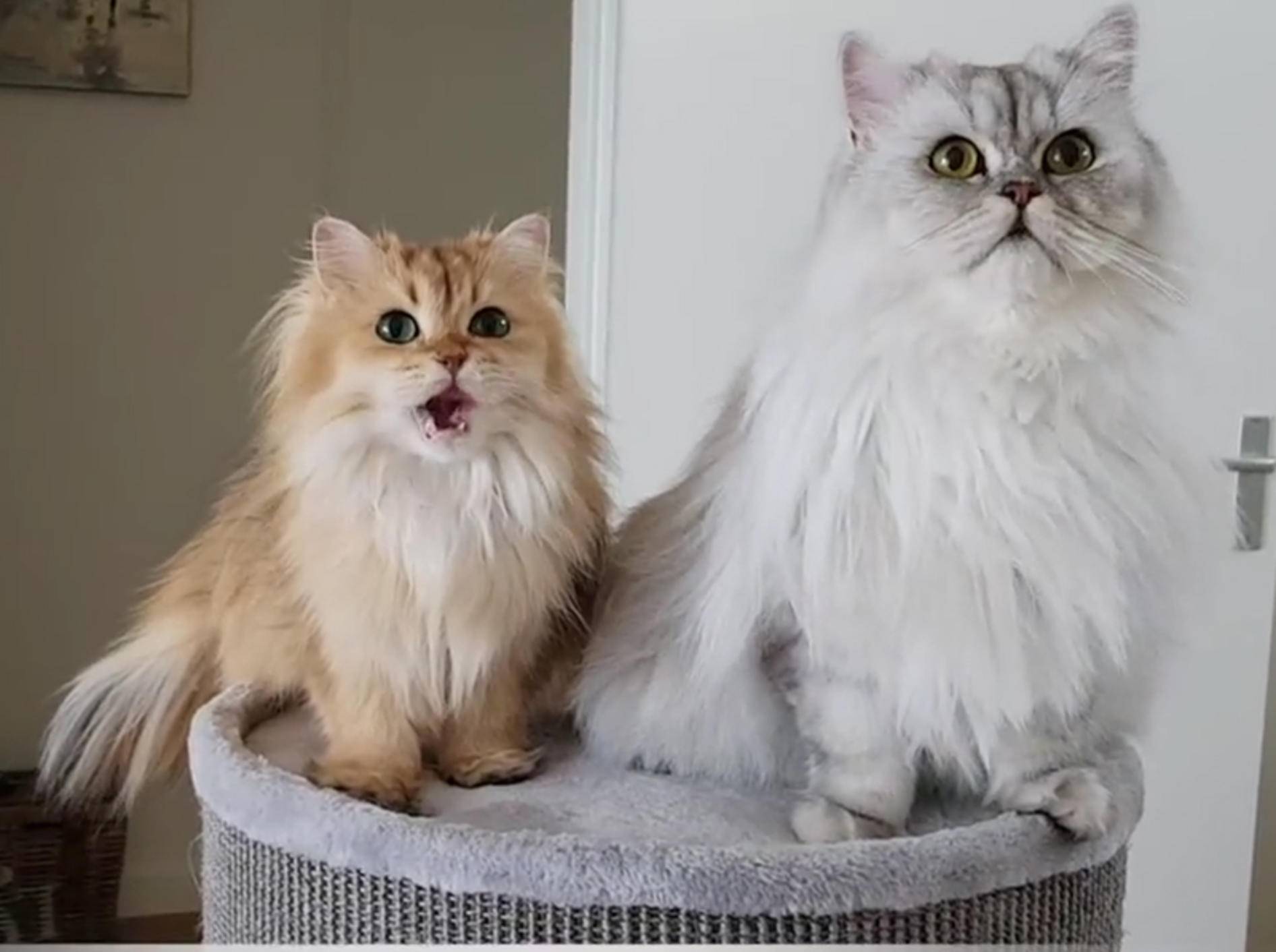 Zu welcher Katzenrasse gehören Smoothie und Milkshake? – YouTube / smoothiethecat