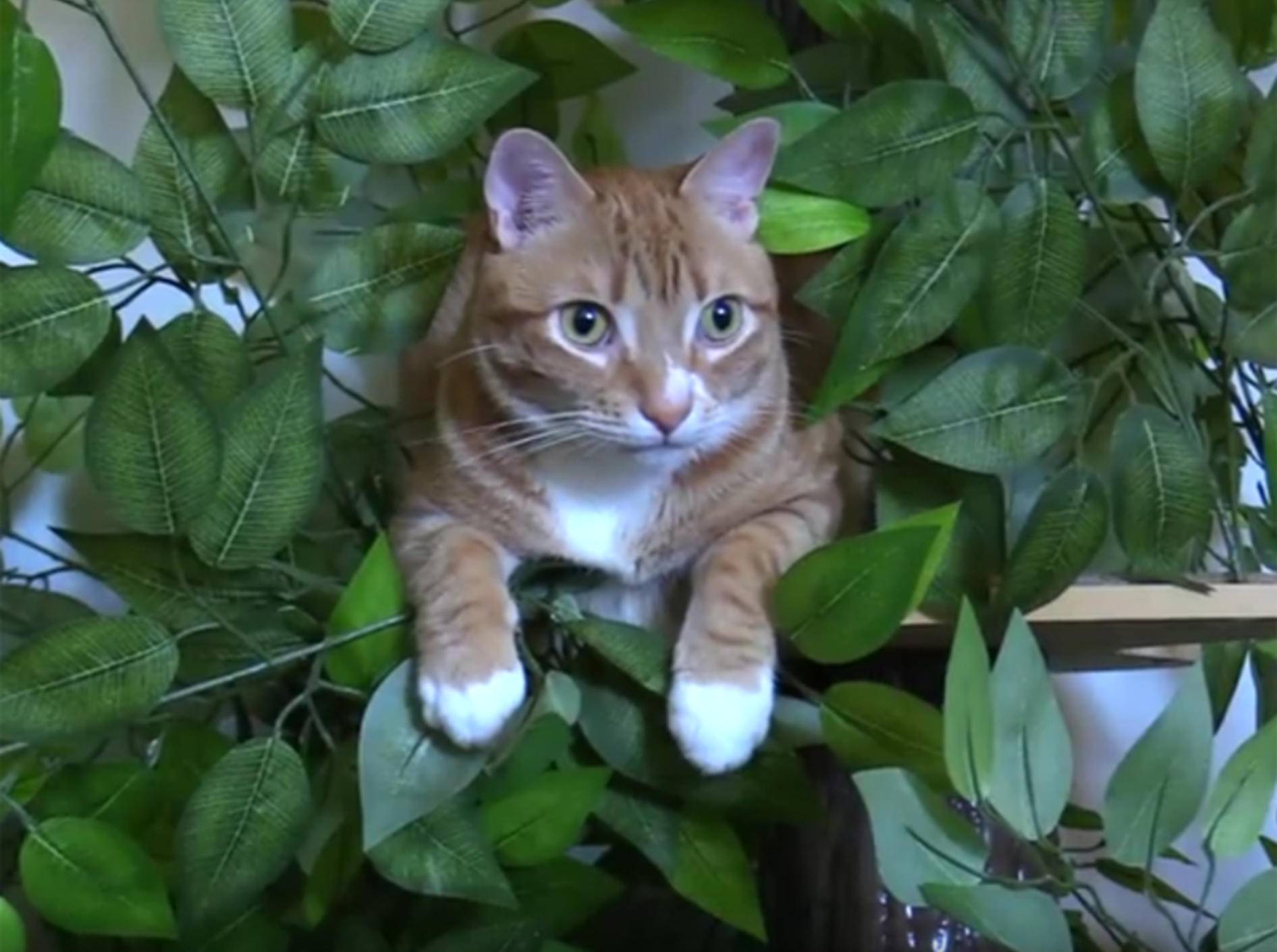 Cole und Marmalade erklären, warum Katzen Bäume lieben – YouTube / Cole and Marmalade