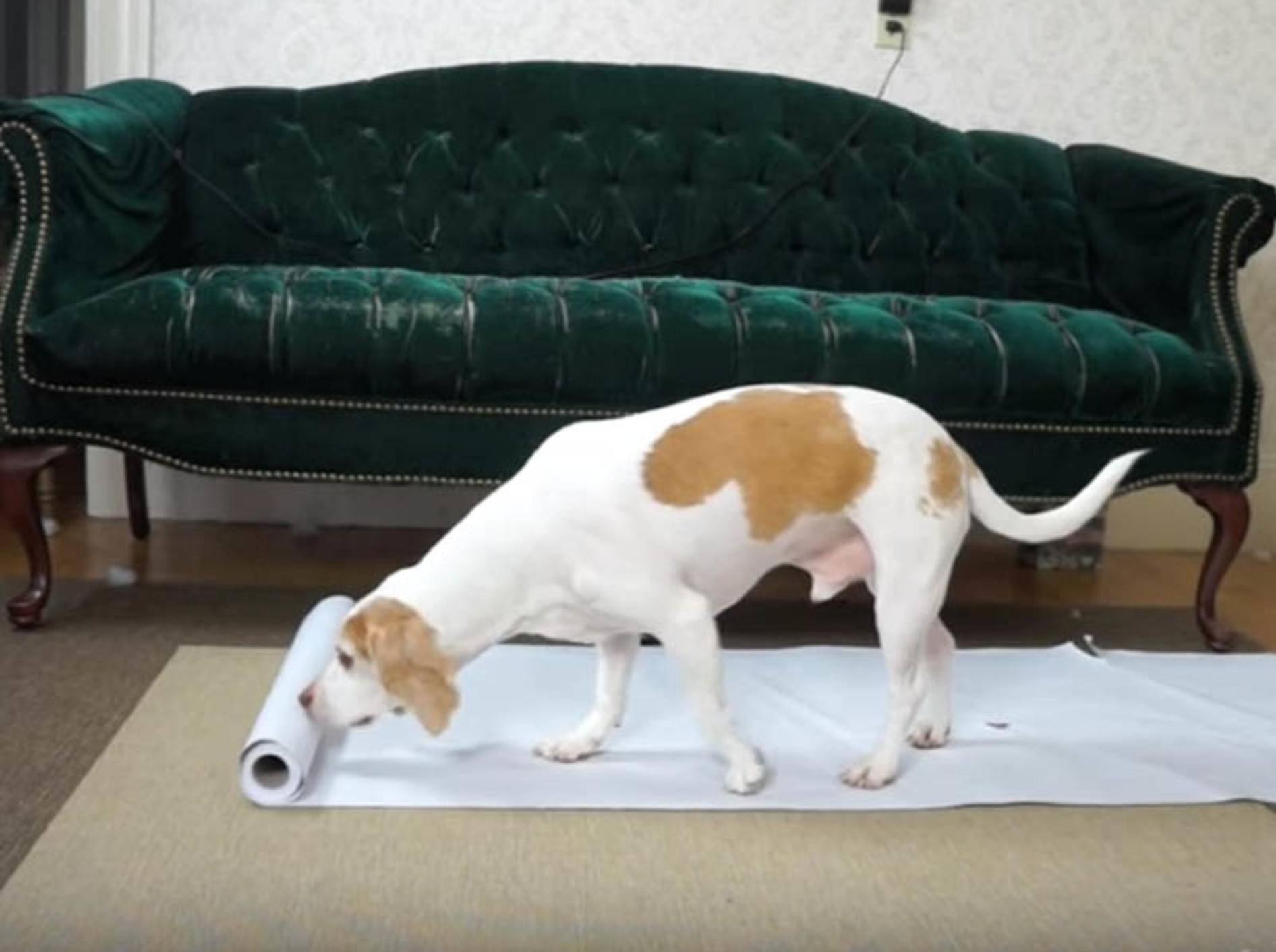 Beagle Maymo & Penny machen Hundekunst_youtube_Maymo
