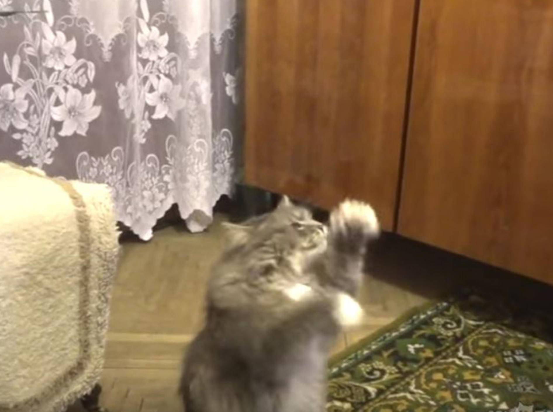 So süß! Diese Katze tanz zu dem Gesang ihres Frauchens - Bild: YouTube / ignoramusky