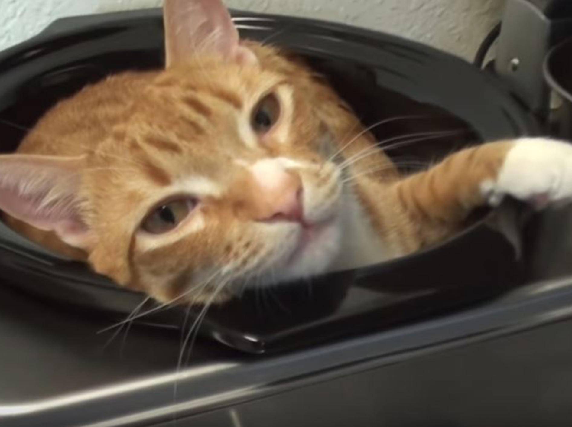 Wie jede andere Katze lieben auch Cole und Marmalade enge Kisten und Kartons - Bild: YouTube / Cole and Marmalade
