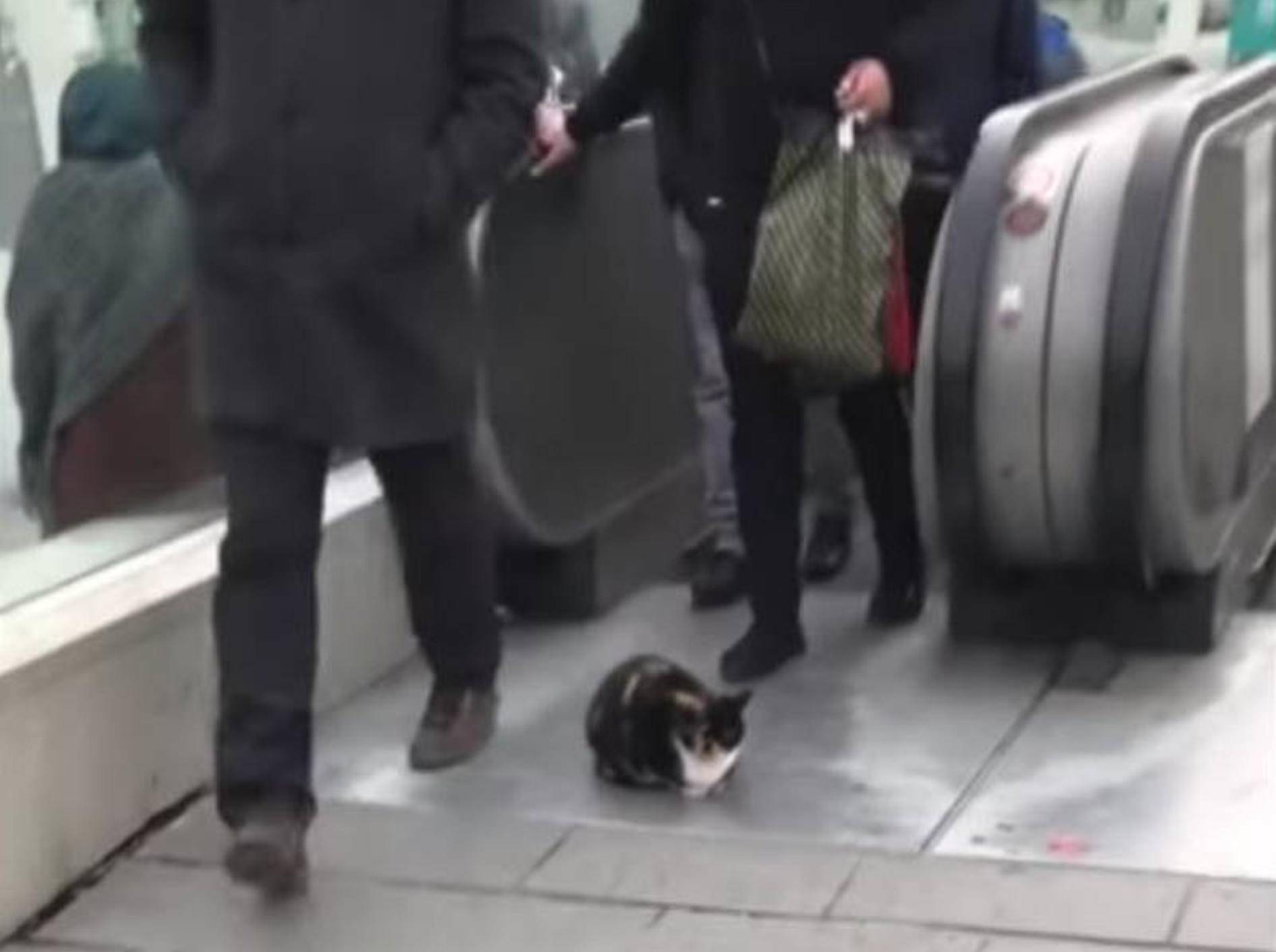 Diese Katze hält ein Nickerchen vor einer Rolltreppe. Die Passanten scheinen sie dabei nicht zu stören - Bild: YouTube/Docu Watch