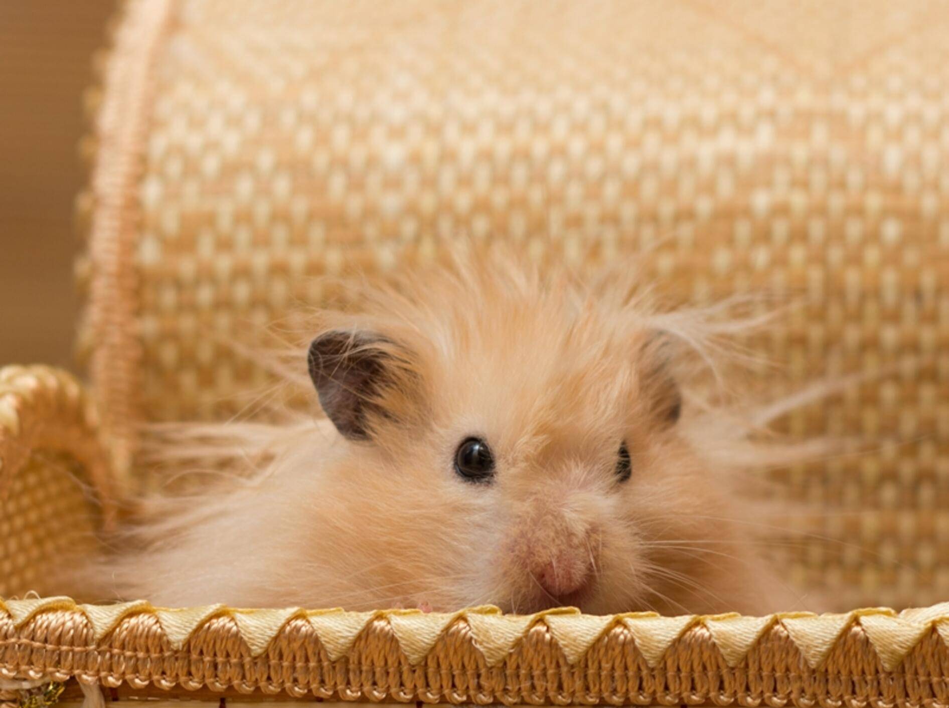 Da muss wohl jemand mal wieder zum Hamster-Friseur — Bild: Shutterstock / Tikhonova Yana