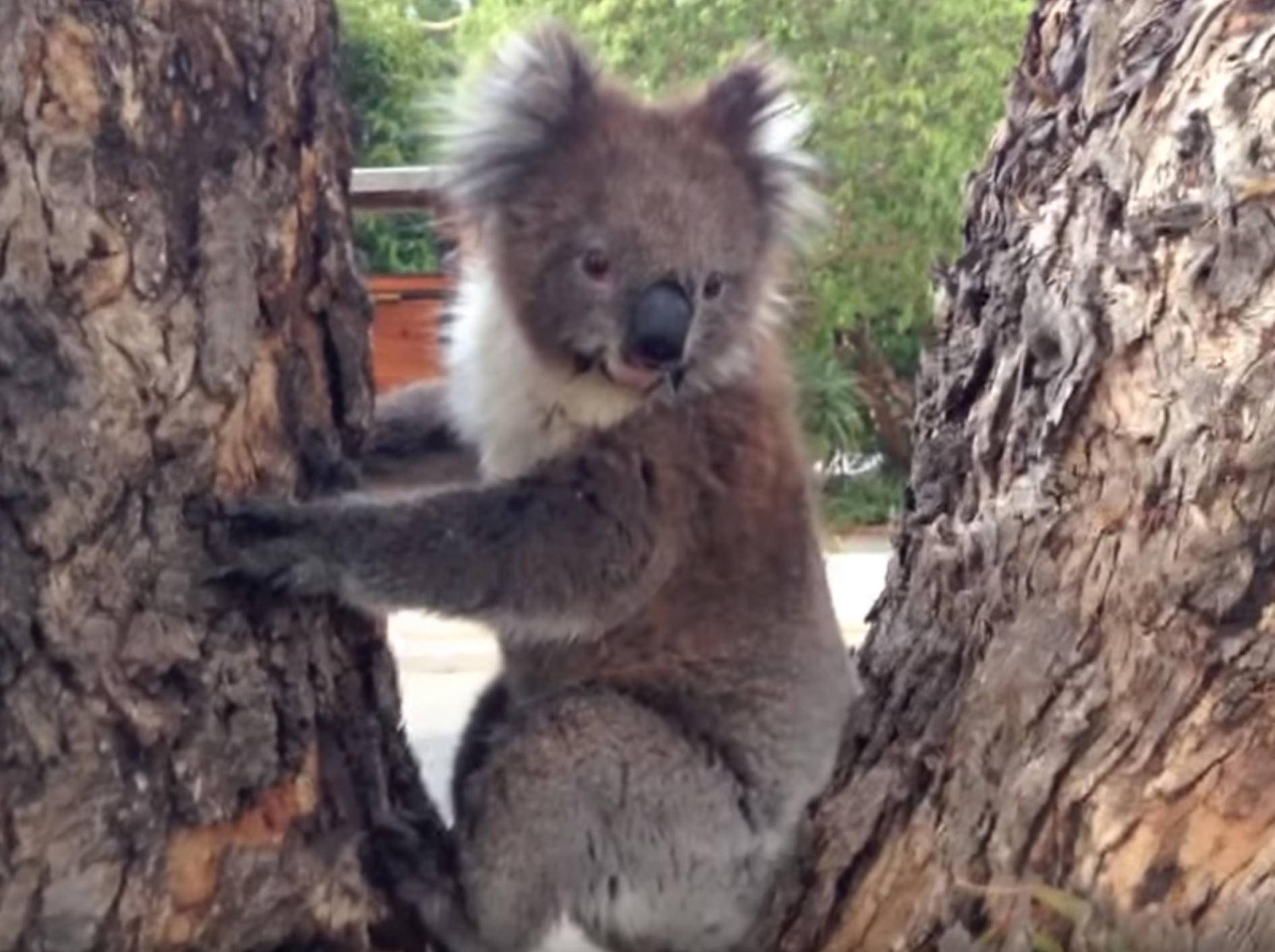 Süßer Koala will lieber kuscheln statt klettern - Bild: YouTube / Koalafication
