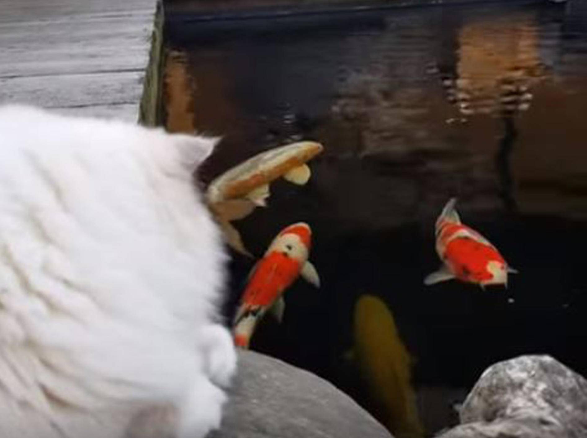 Ragdoll Toby beobachtet Koi-Fische - Bild: YouTube /Xiedubbel