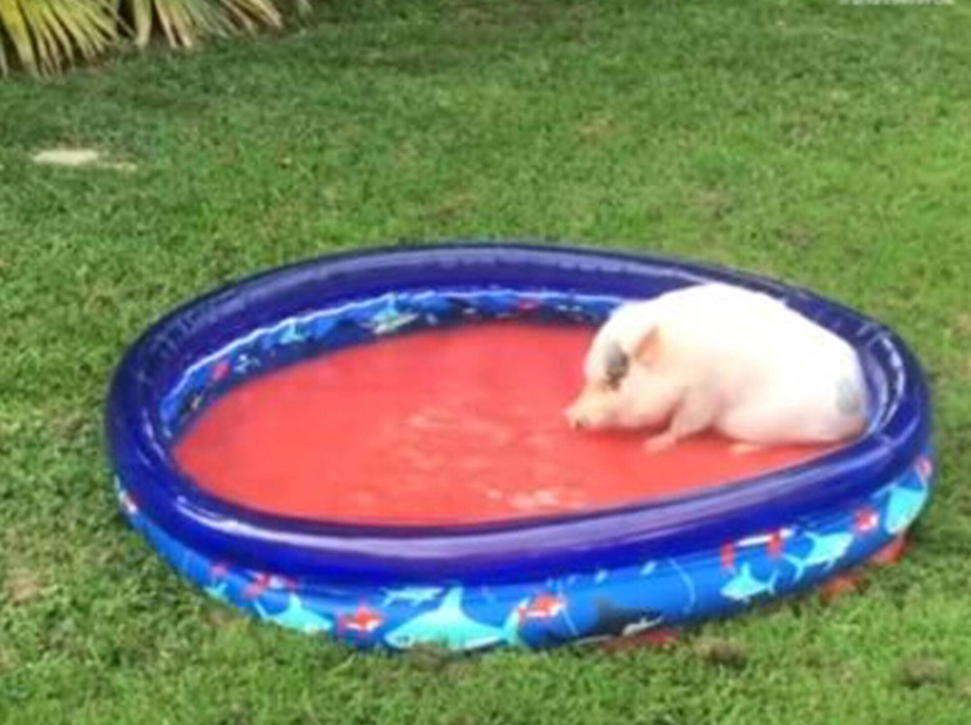 Schweinchen Hank lässt es sich im Plantschbecken gut gehen - Bild: YouTube / Rumble Viral