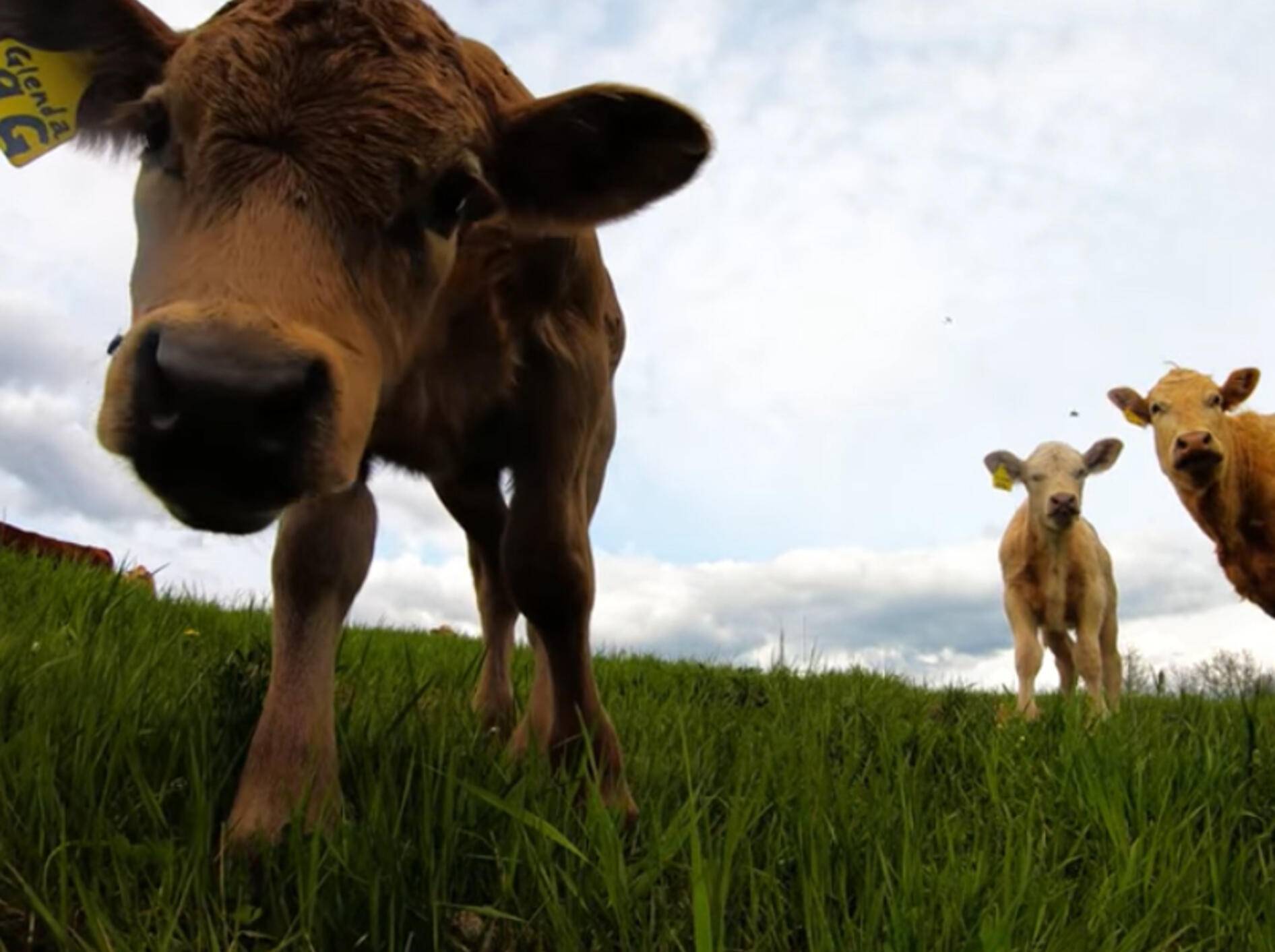 "Nanu, was ist das denn?", scheint sich diese süße Kalb zu denken - Bild: YouTube / Rumble Viral