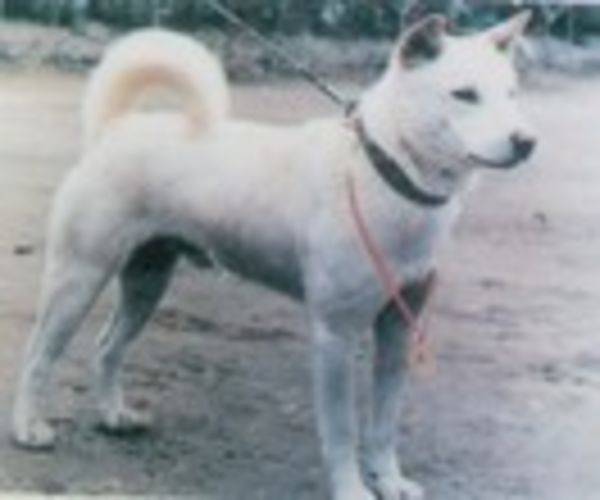 Korea Jindo Dog Alle Infos und Tipps zur Rasse