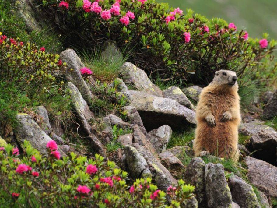 Tiere Als Fruhlingsboten Willkommen Zuruck