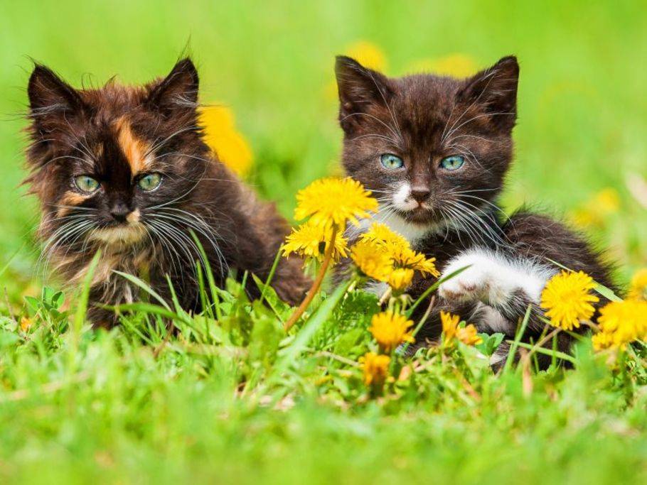 Katze Oder Kater Was Passt Zu Ihnen