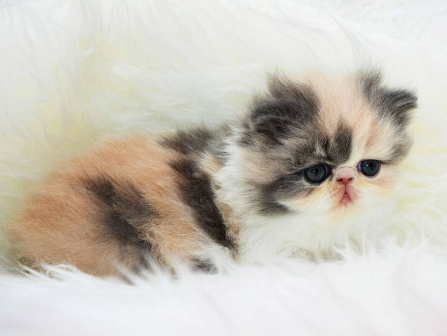 Die Zehn Flauschigsten Langhaar Katzenbabys